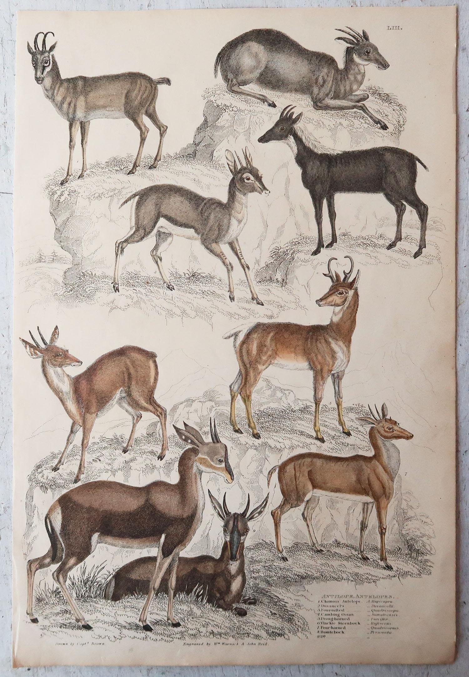 Other Set of 6 Original Antique Prints of Deer, 1830s
