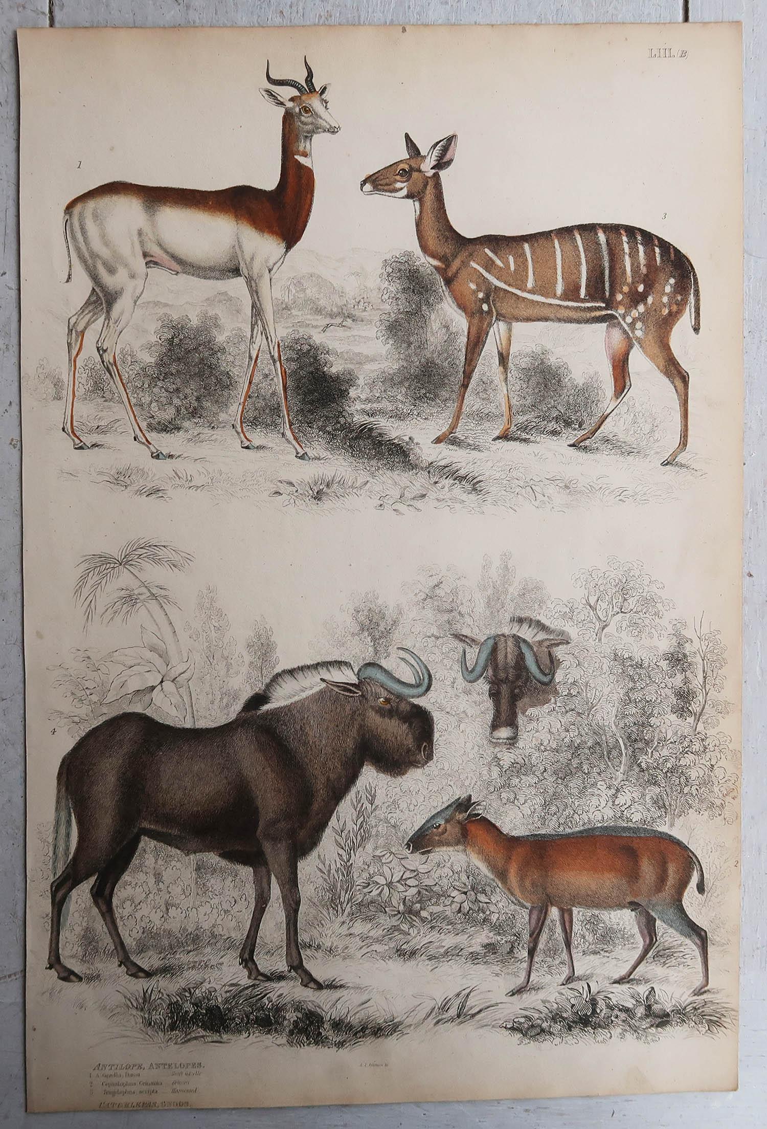 Other Set of 6 Original Antique Prints of Deer, 1830s For Sale