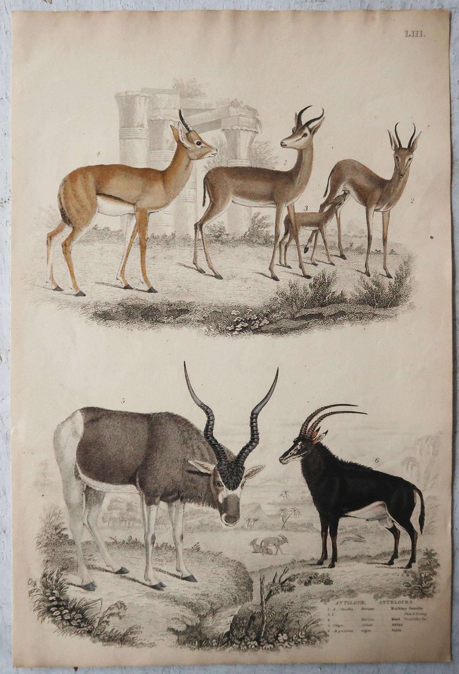 Set of 6 Original Antique Prints of Deer, 1830s In Good Condition In St Annes, Lancashire