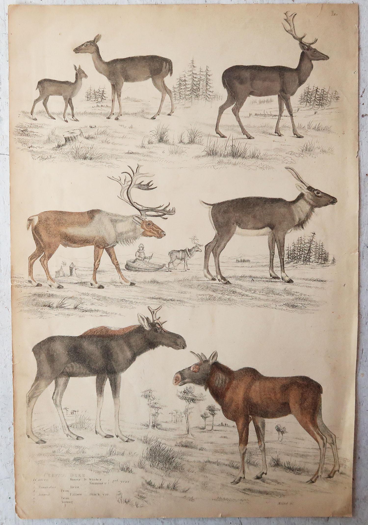 Set of 6 Original Antique Prints of Deer, 1830s In Good Condition In St Annes, Lancashire