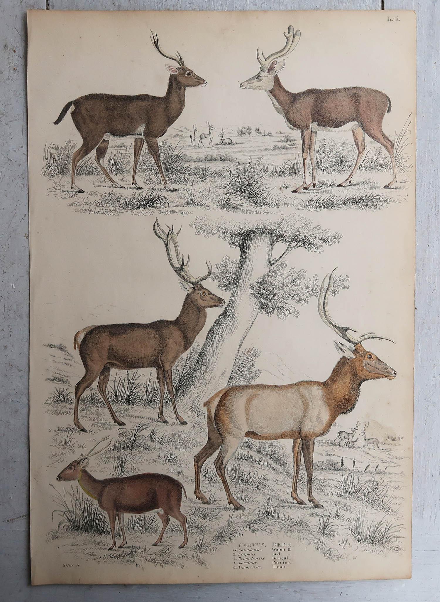 Set of 6 Original Antique Prints of Deer, 1830s In Good Condition For Sale In St Annes, Lancashire