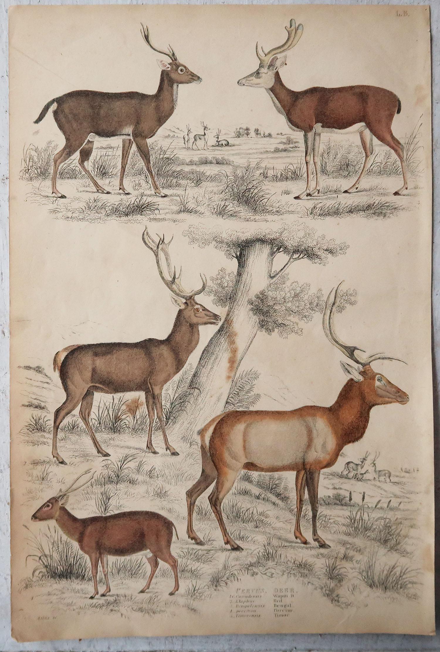 Mid-19th Century Set of 6 Original Antique Prints of Deer, 1830s