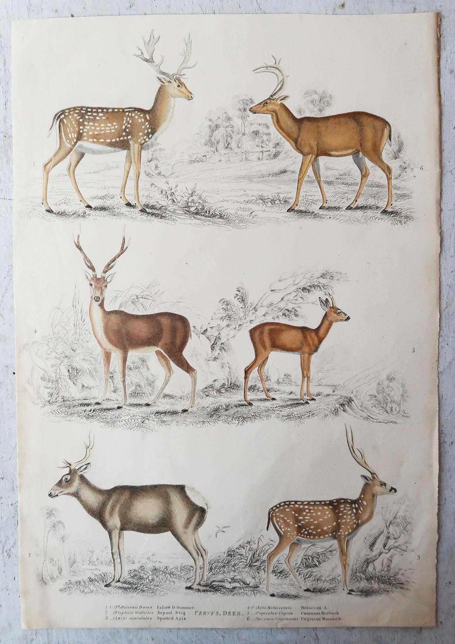 Mid-19th Century Set of 6 Original Antique Prints of Deer, 1830s