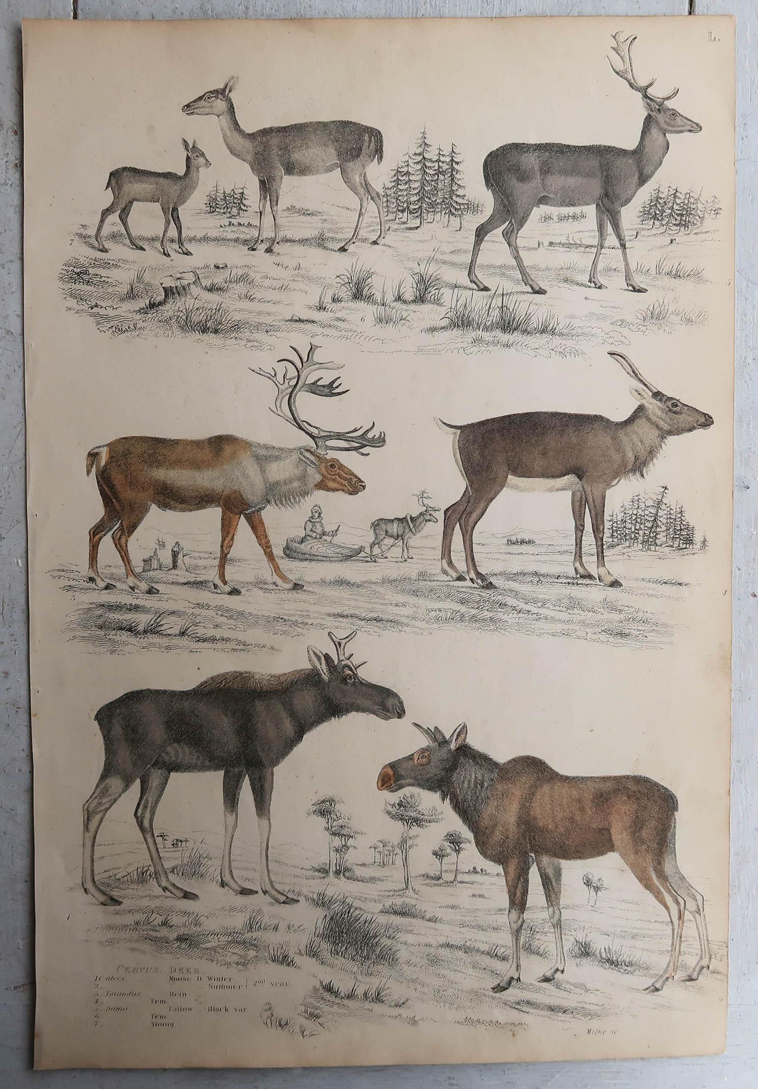 Mid-19th Century Set of 6 Original Antique Prints of Deer, 1830s For Sale