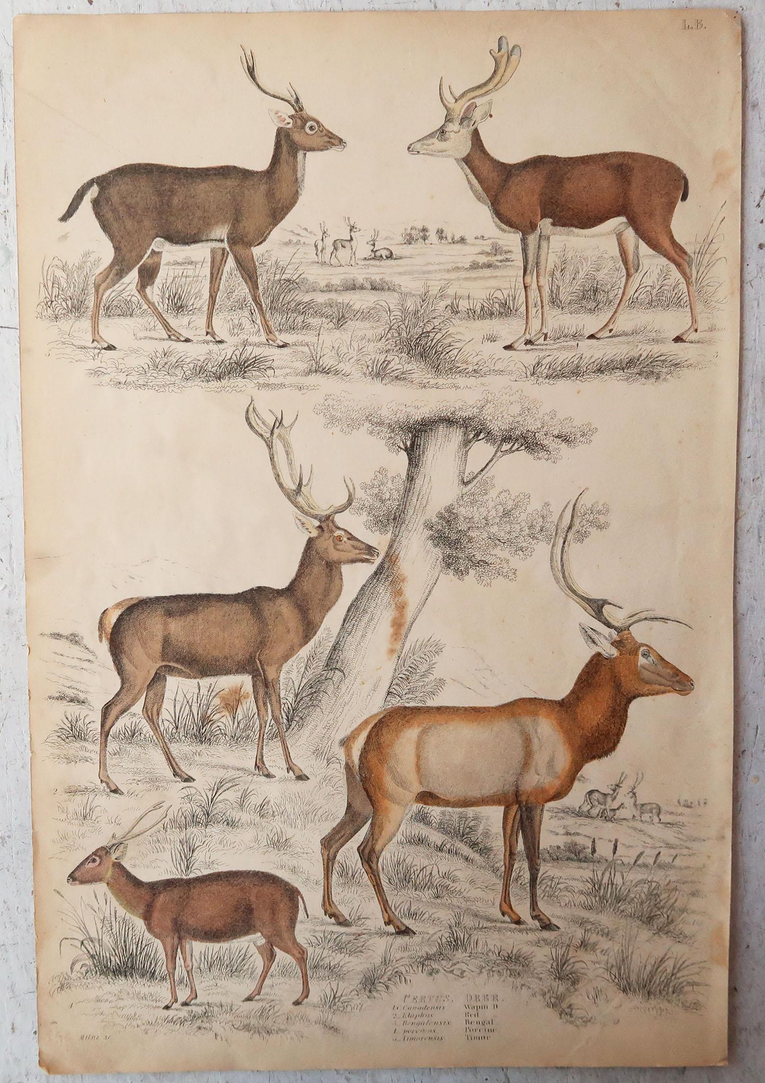Paper Set of 6 Original Antique Prints of Deer, 1830s