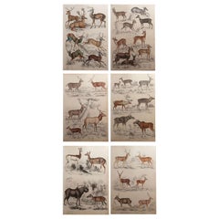 Set of 6 Original Antique Prints of Deer, 1830s