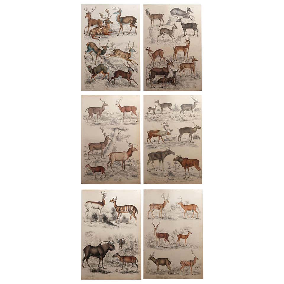 Antique Print of Vaughan Library, 1863 For Sale at 1stDibs