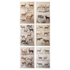Set of 6 Original Antique Prints of Deer, 1830s