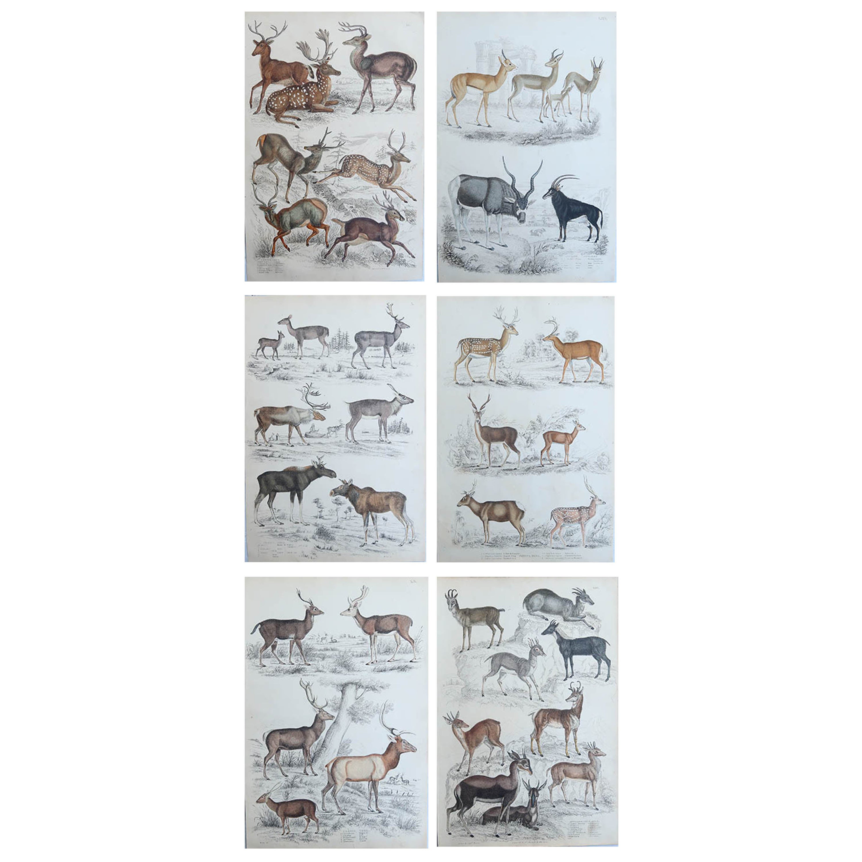 Set of 6 Original Antique Prints of Deer, 1830s