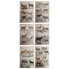 Set of 6 Original Antique Prints of Deer, 1830s