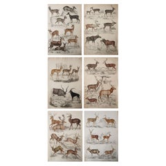 Set of 6 Original Antique Prints of Deer, 1830s