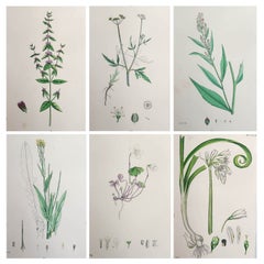 Set of 6 Original Antique Prints of Herbs And Spices, circa 1850