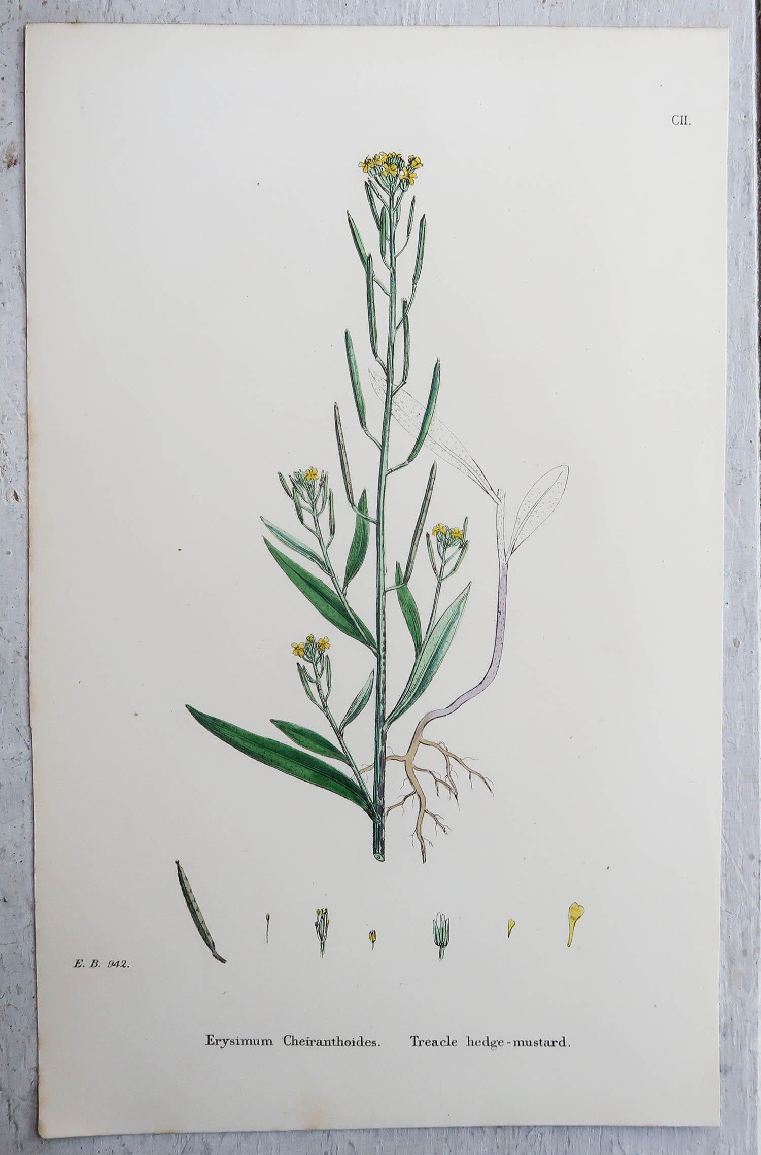 Wonderful set of 6 prints of herbs 

Great for decorating a kitchen

Lithographs after the original drawings by Hooker.

Original color

Published, circa 1850

Unframed.

The measurement given is for one print.


