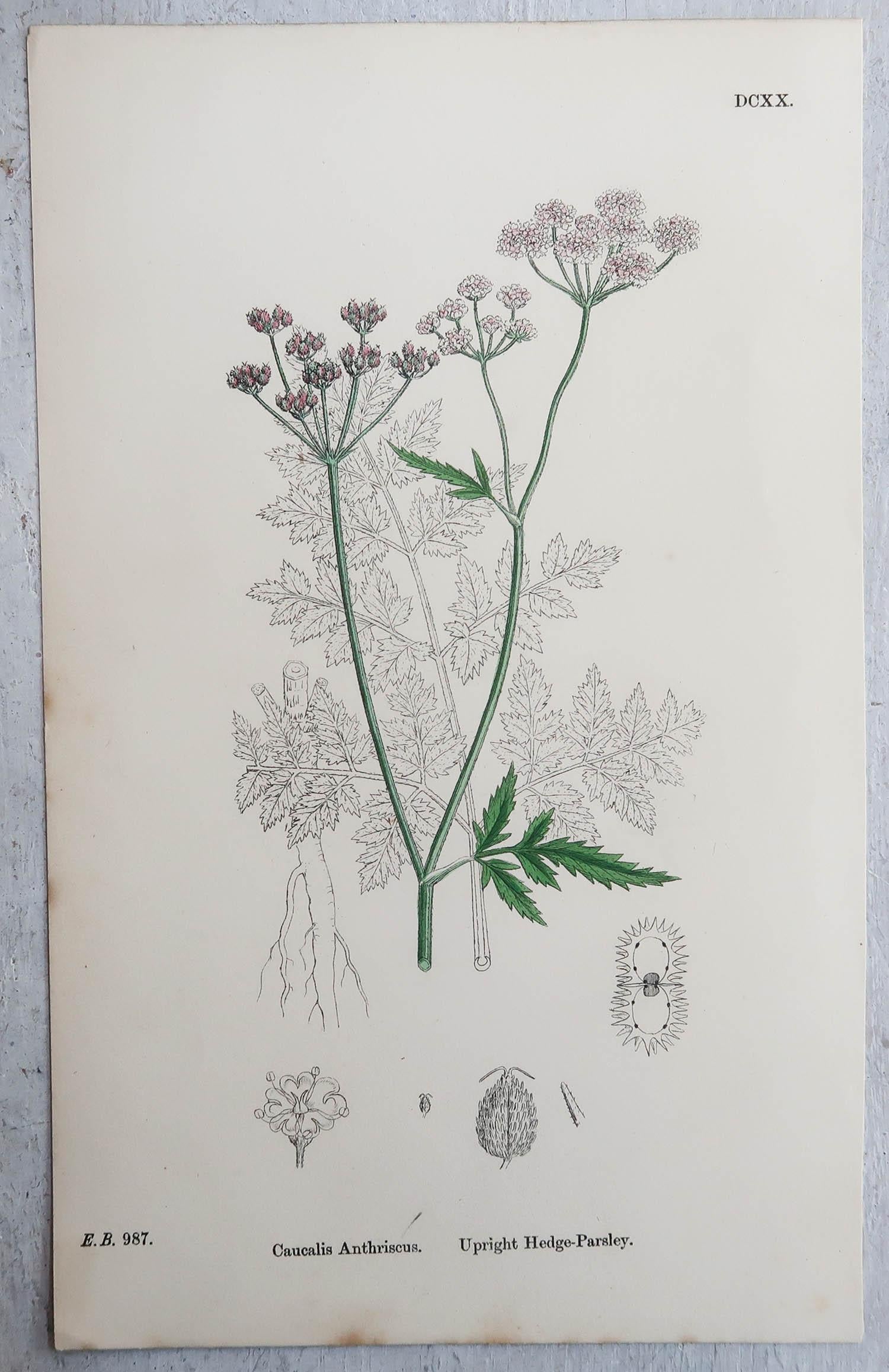Early Victorian Set of 6 Original Antique Prints of Herbs, circa 1850