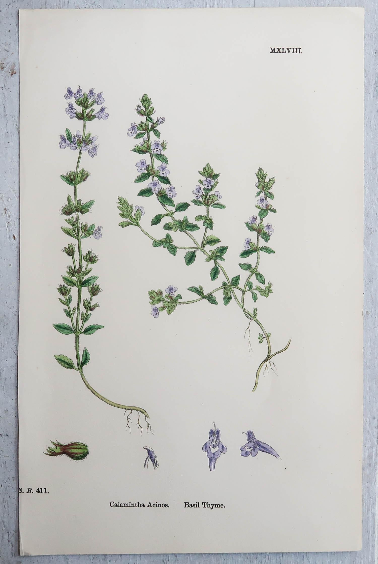 English Set of 6 Original Antique Prints of Herbs, circa 1850