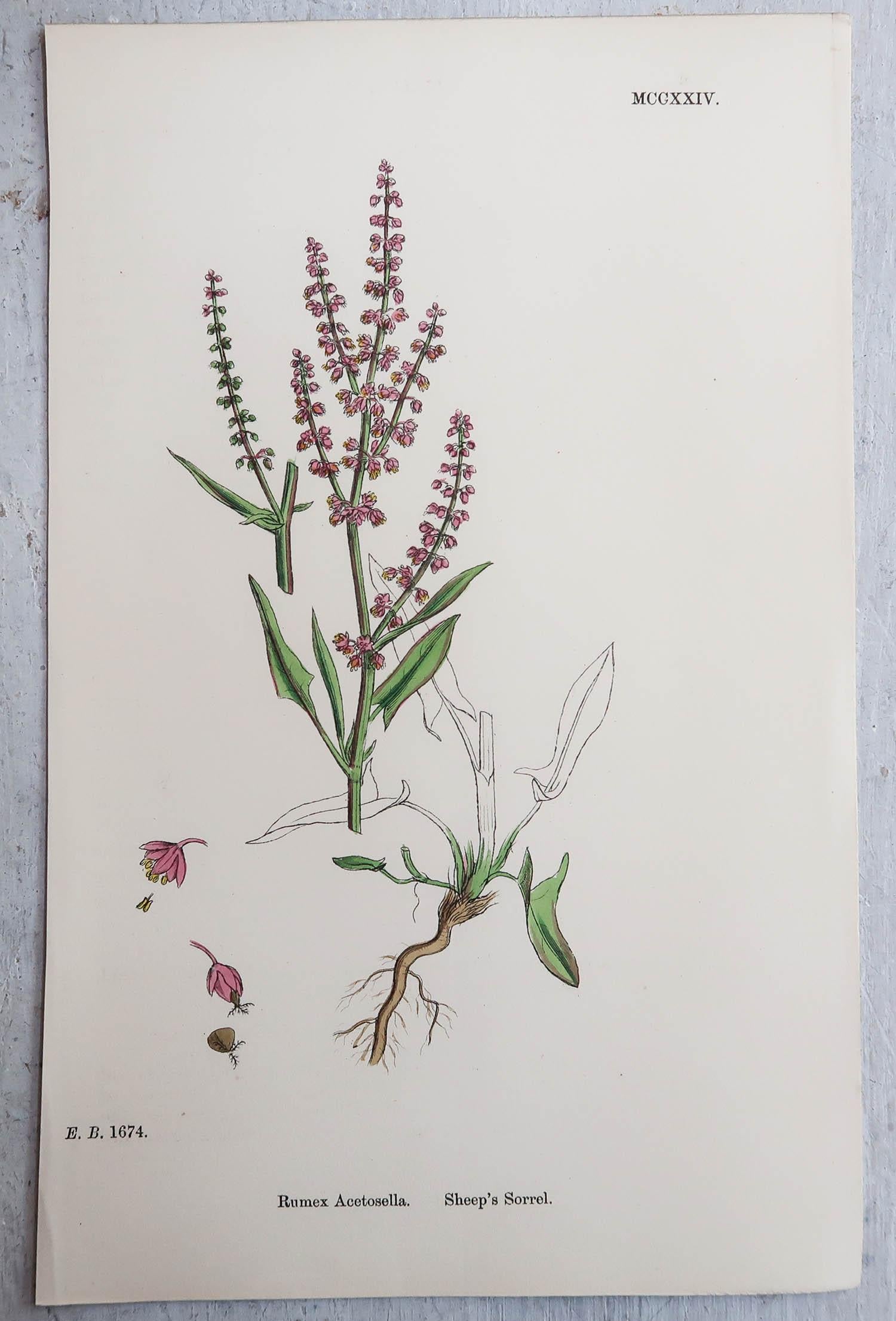 Other Set of 6 Original Antique Prints of Herbs, circa 1850
