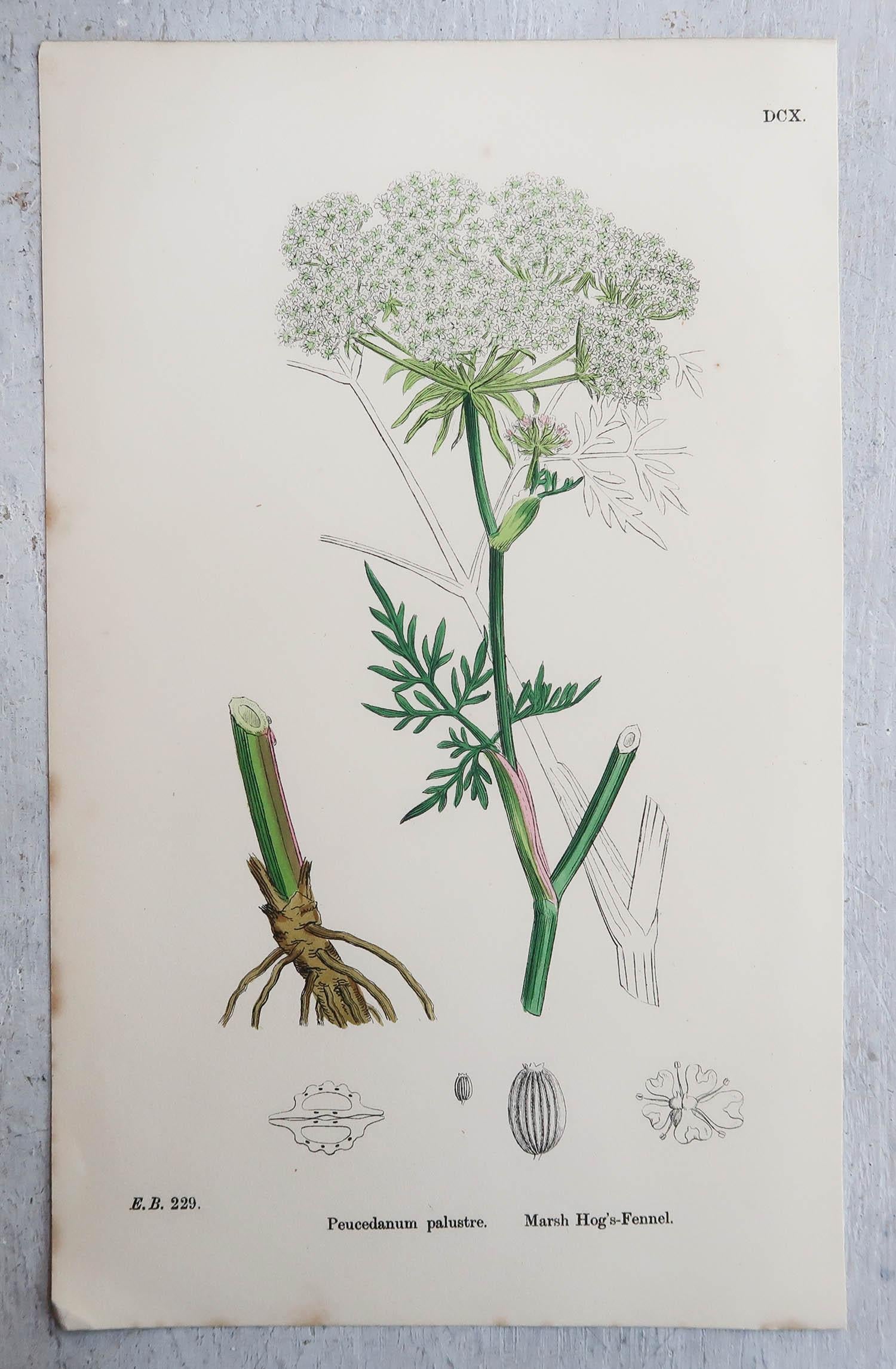 Set of 6 Original Antique Prints of Herbs, circa 1850 In Good Condition In St Annes, Lancashire