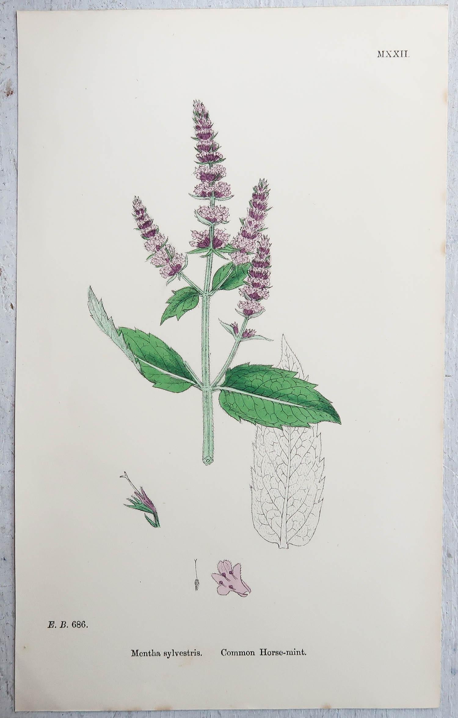 Mid-19th Century Set of 6 Original Antique Prints of Herbs, circa 1850