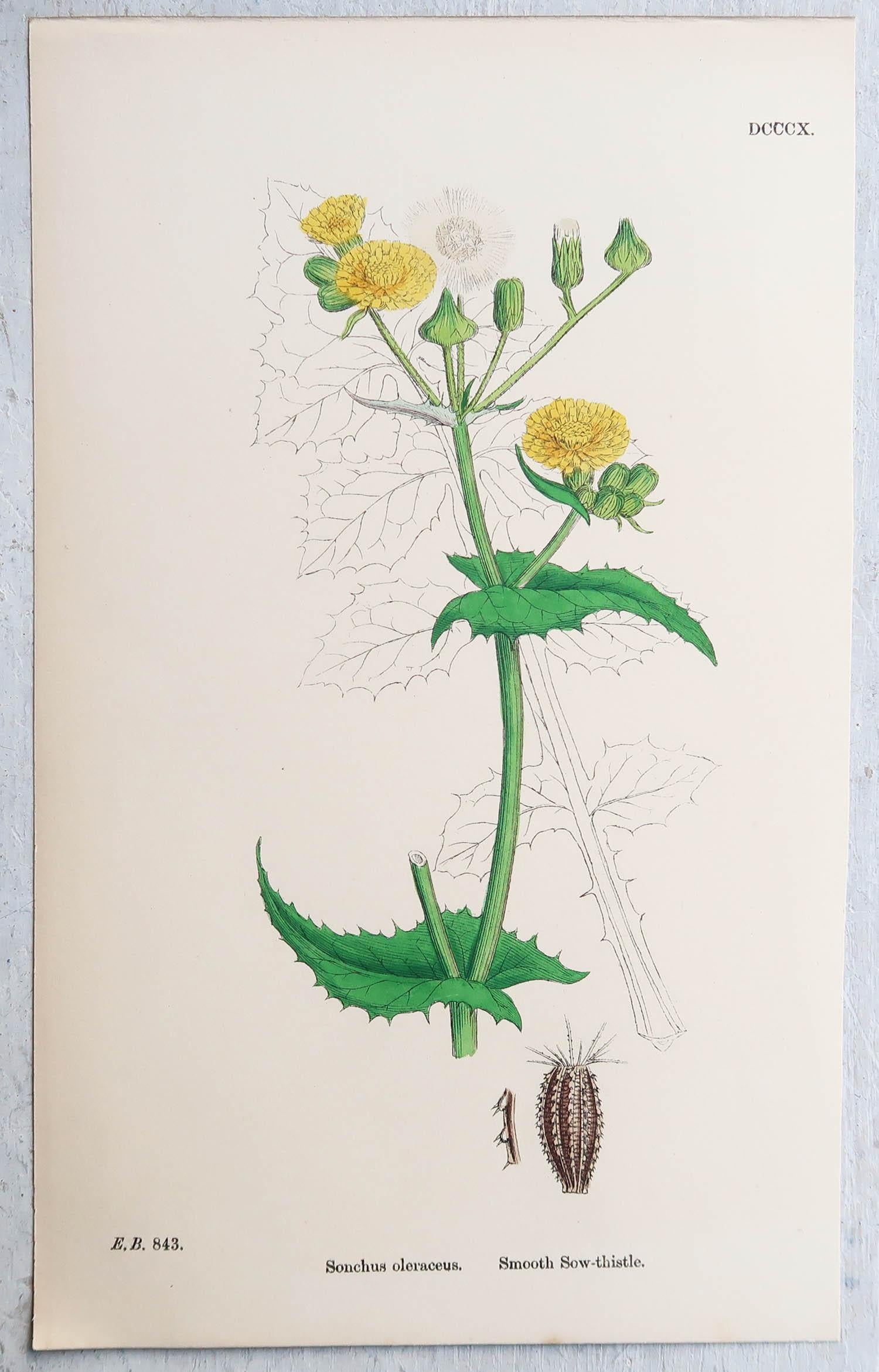 Wonderful set of 6 thistle prints.

Lithographs after the original botanical drawings by Hooker.

Original color

Published, circa 1850

Unframed.

The measurement given is for one print.

