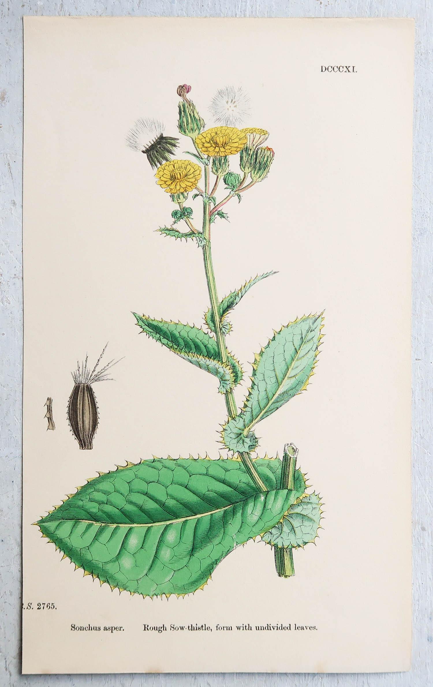 Other Set of 6 Original Antique Prints of Thistles, circa 1850