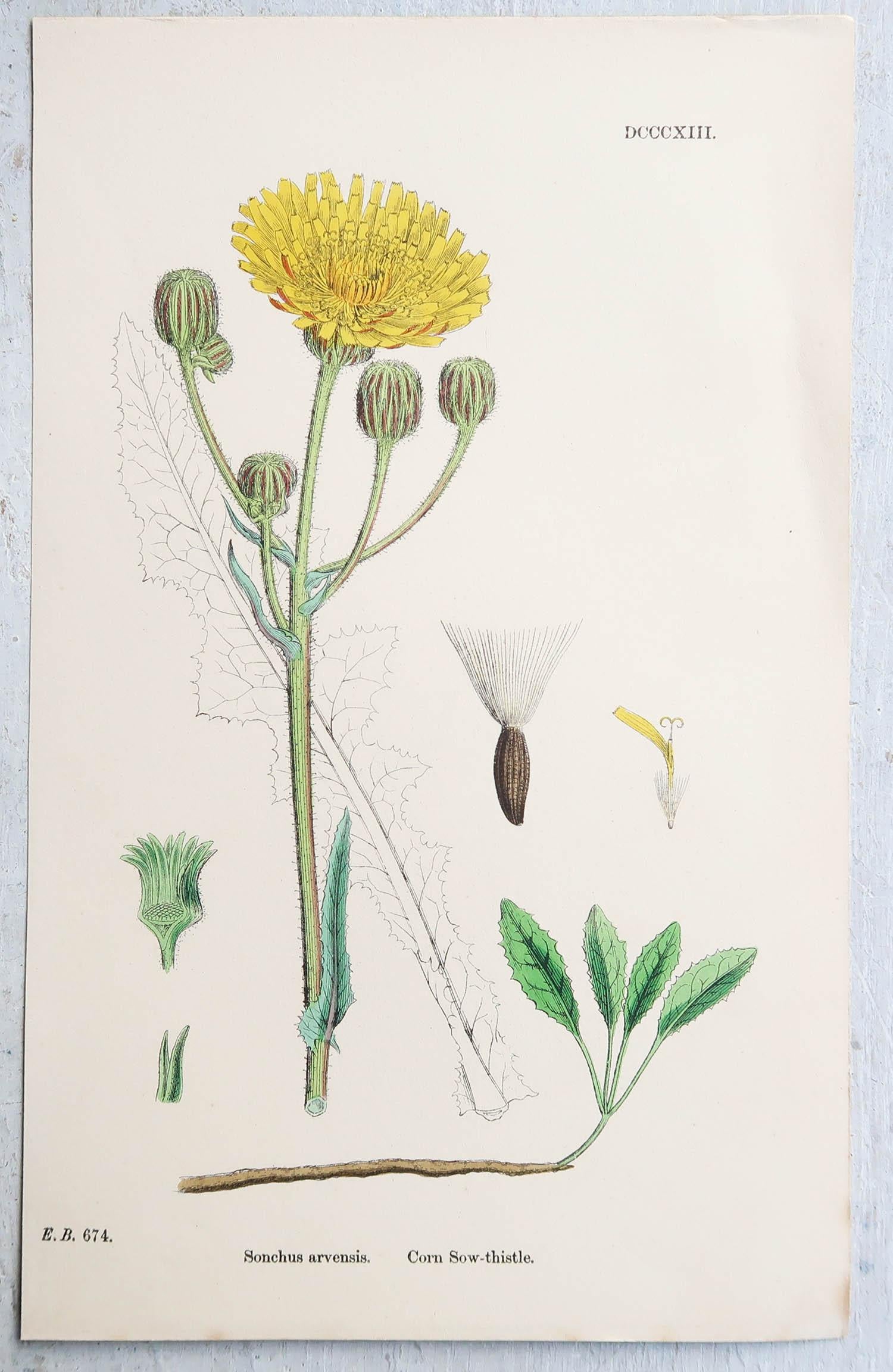 Set of 6 Original Antique Prints of Thistles, circa 1850 In Good Condition In St Annes, Lancashire