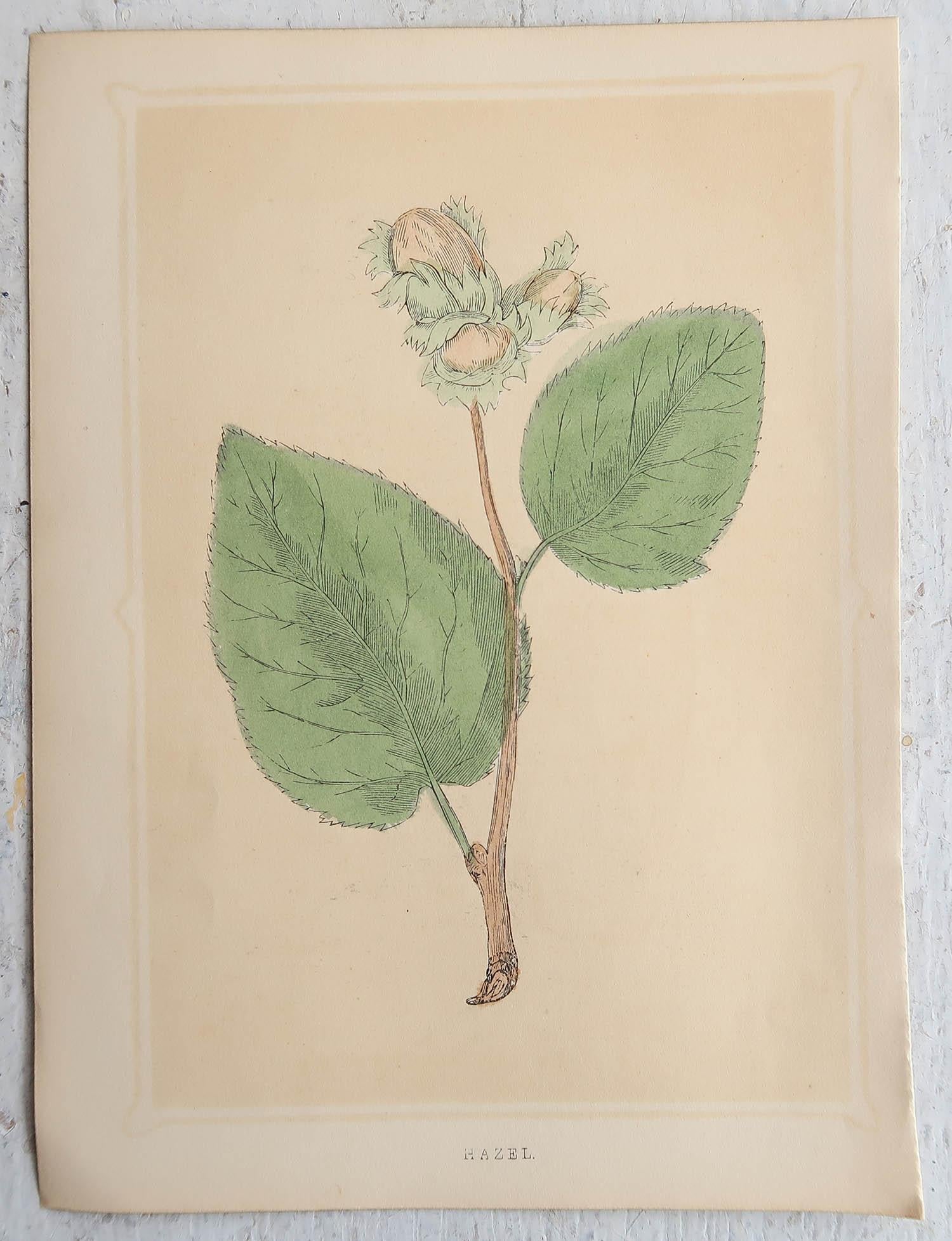 Wunderschöner Satz von 6 Bäumen

Lithografien

Original Farbe

Veröffentlicht, um 1850

Ungerahmt.

Die angegebenen Maße beziehen sich auf einen Druck.

