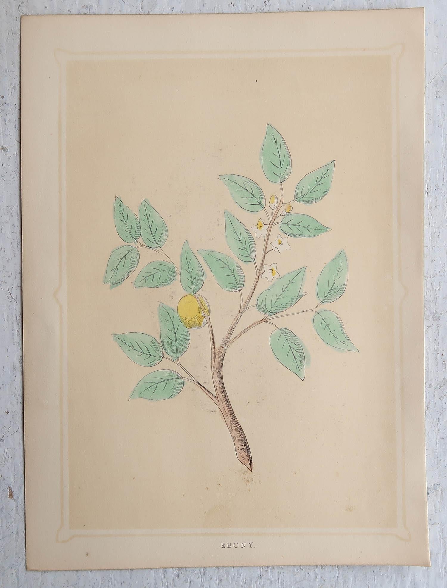 Satz von 6 originalen antiken Drucke von Bäumen, um 1850 (Viktorianisch)