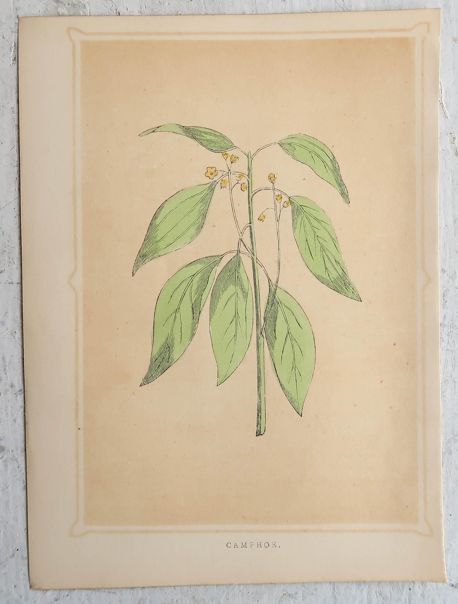 Other Set of 6 Original Antique Prints of Trees, circa 1850 For Sale