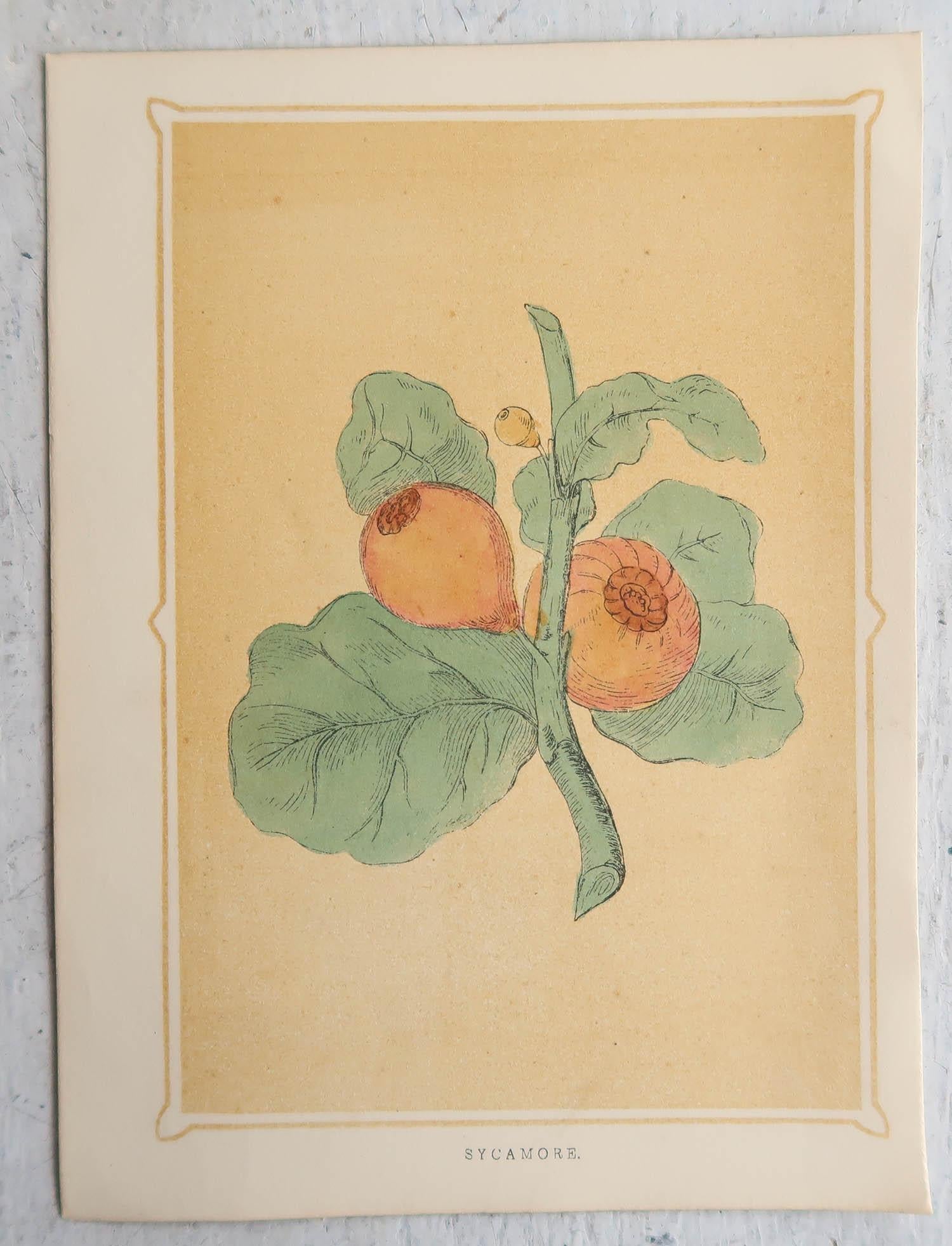 Late 19th Century Set of 6 Original Antique Prints of Trees, circa 1850 For Sale