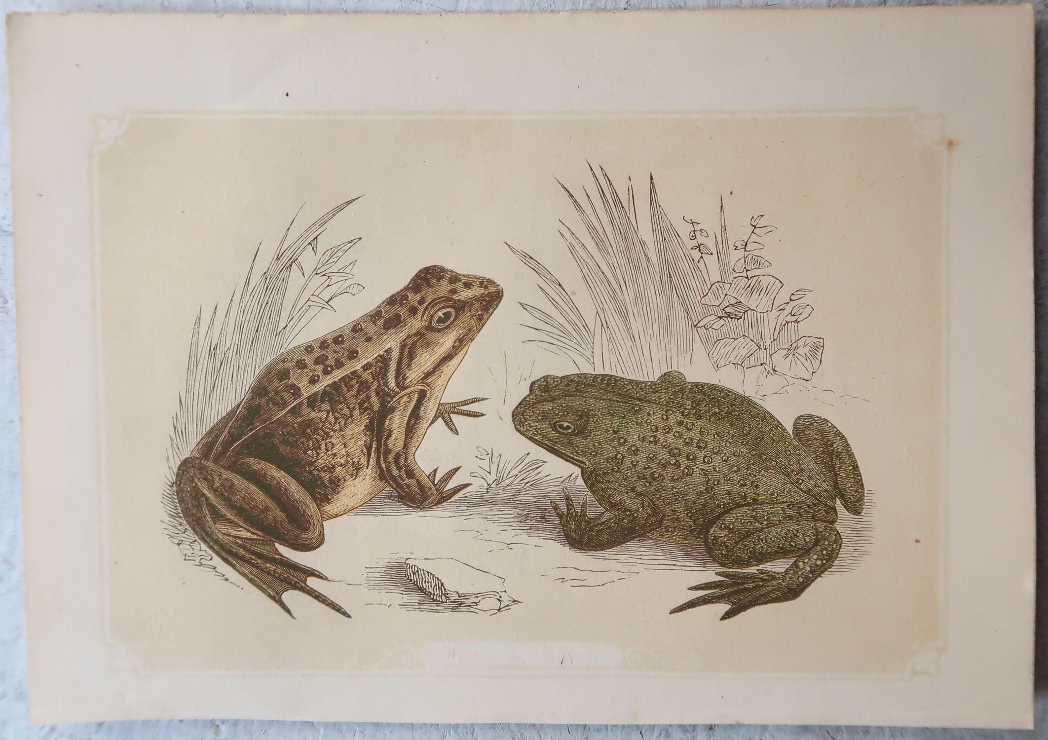 Great images of reptiles

Unframed. It gives you the option of perhaps making a set up using your own choice of frames.

Lithographs with original color.

Published by Tallis circa 1850

Crudely inscribed titles have been erased at the