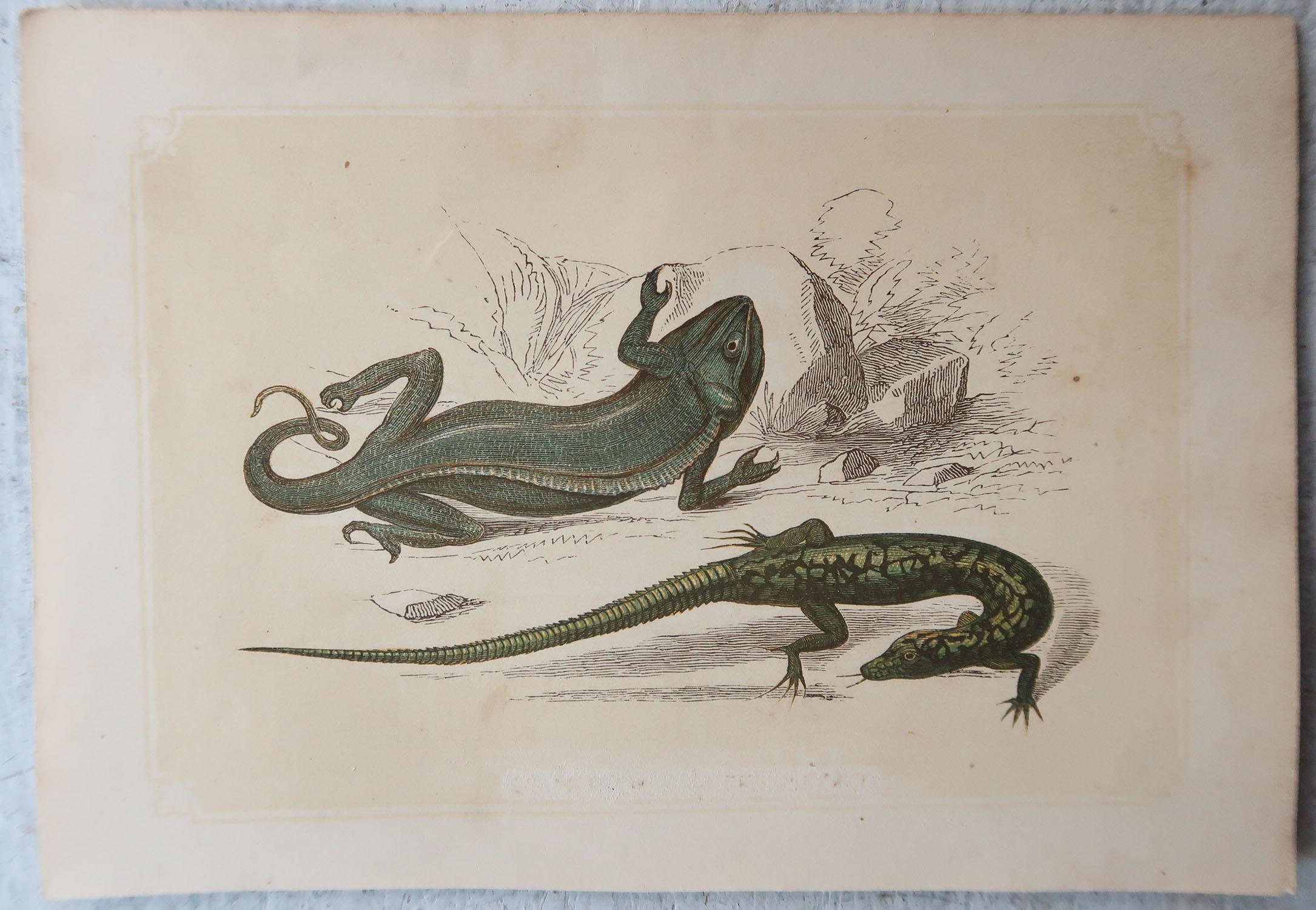 Folk Art Set of 6 Original Antique Reptile Prints, Tallis, circa 1850 For Sale