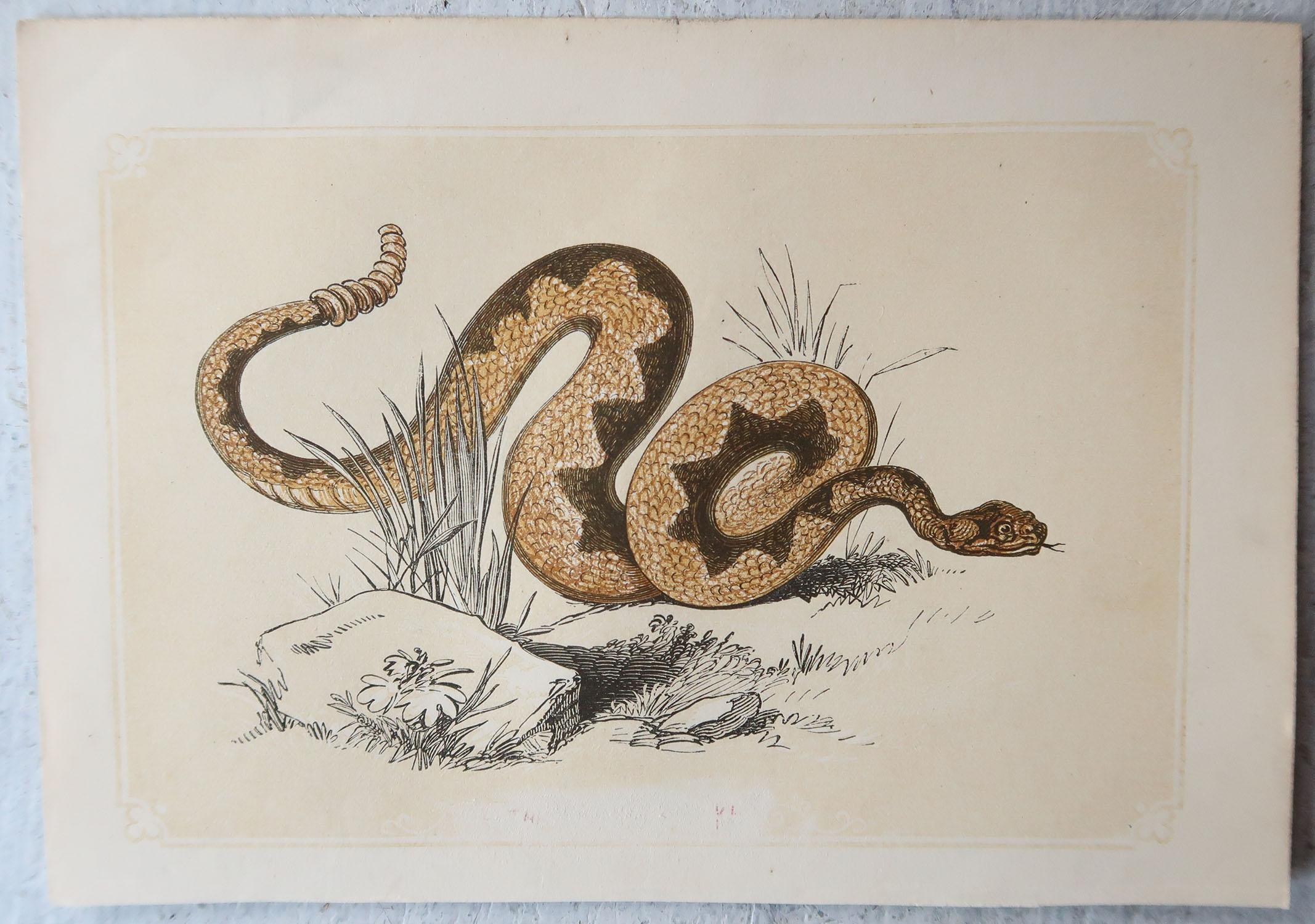English Set of 6 Original Antique Reptile Prints, Tallis, circa 1850 For Sale