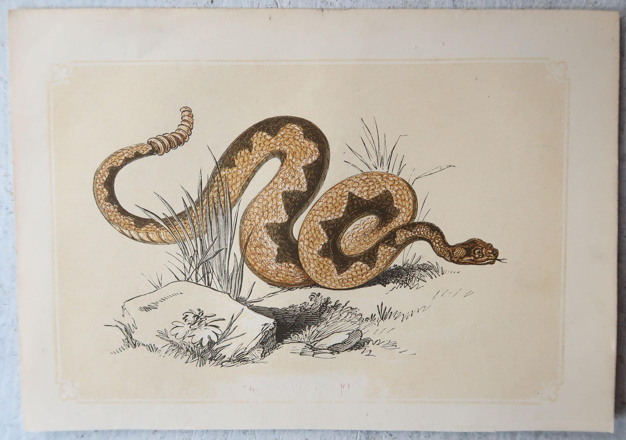 Anglais Lot de 6 impressions reptiles originales anciennes, Tallis, datant d'environ 1850 en vente