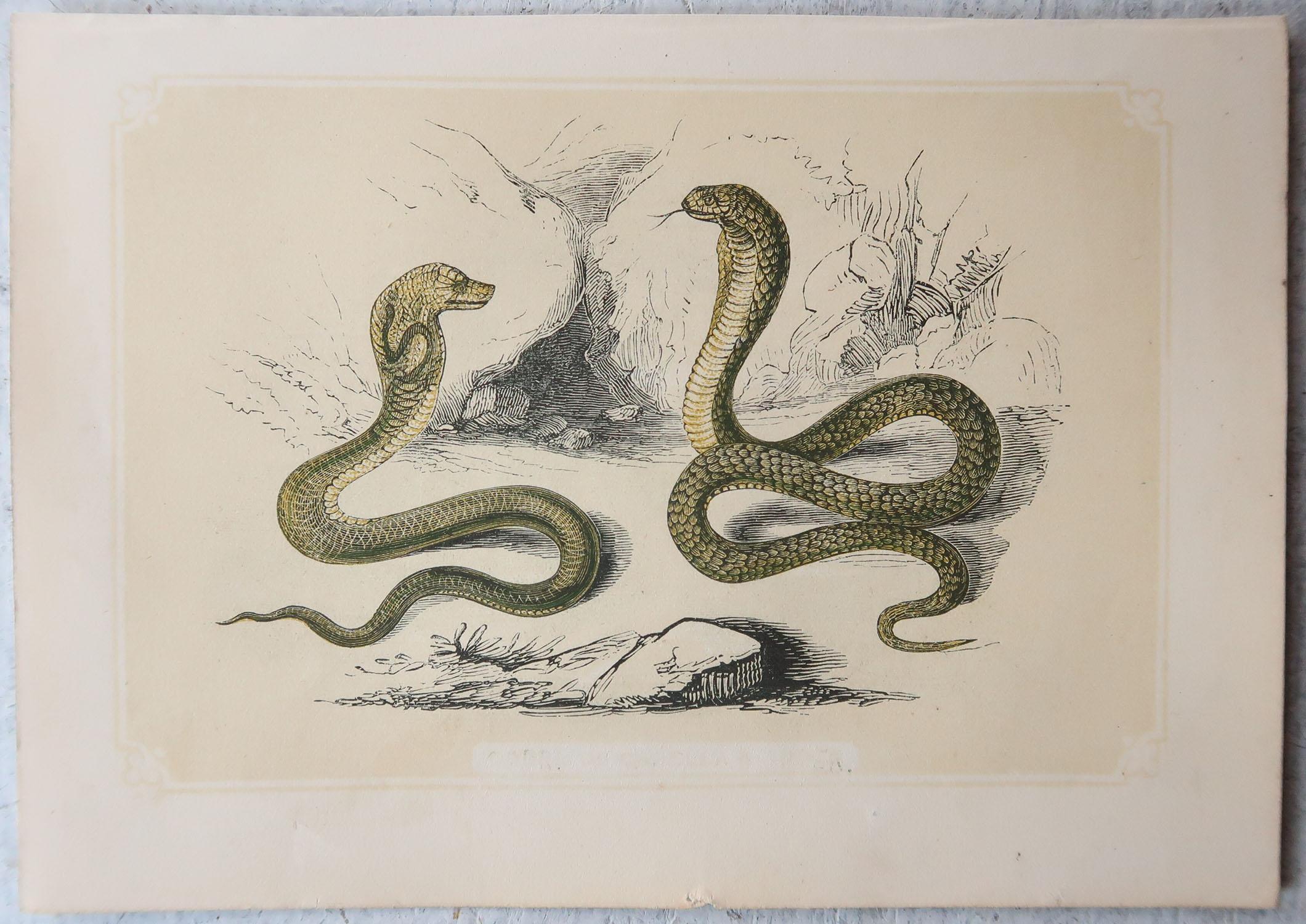 Other Set of 6 Original Antique Reptile Prints, Tallis, circa 1850 For Sale
