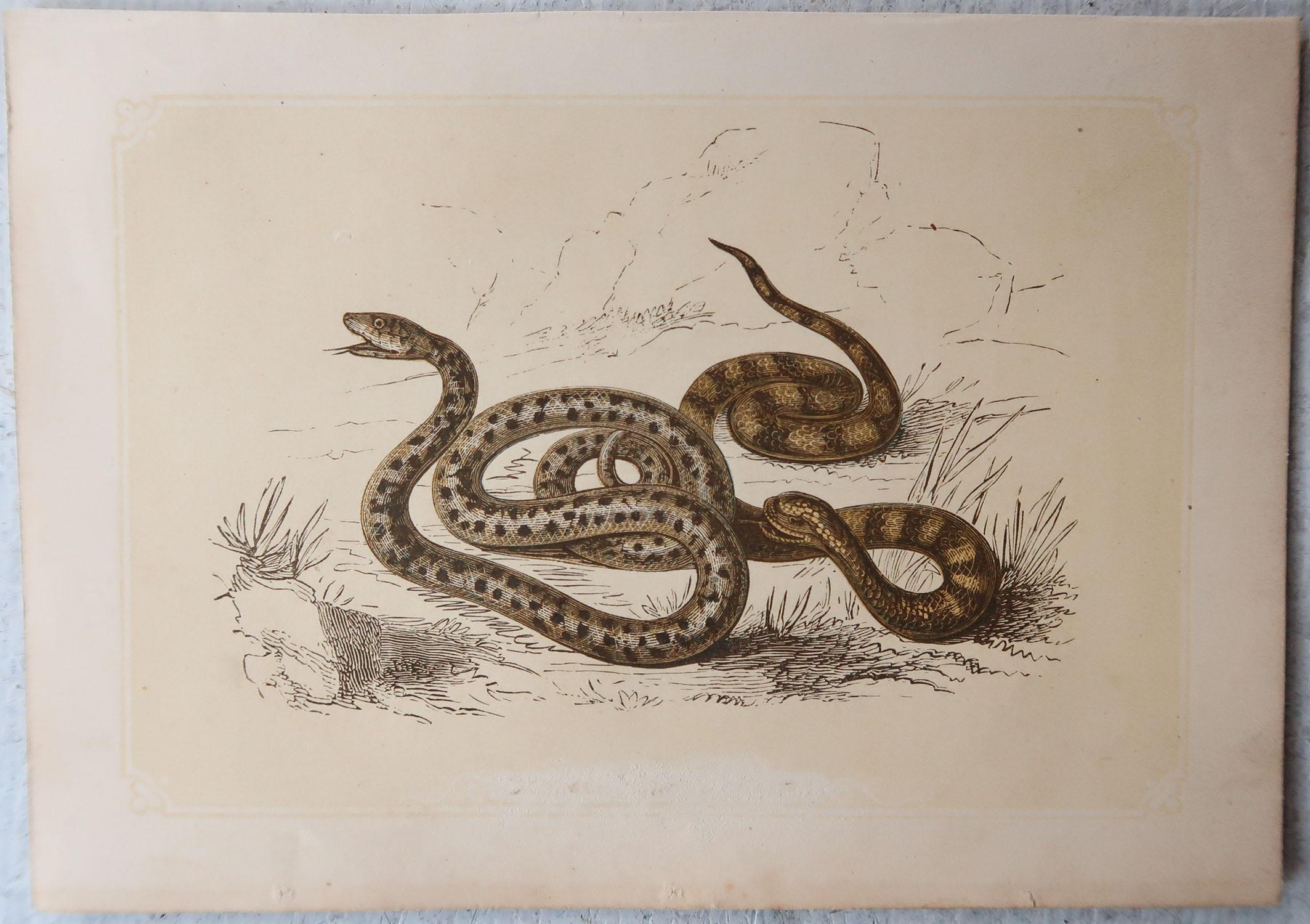 Set of 6 Original Antique Reptile Prints, Tallis, circa 1850 In Good Condition For Sale In St Annes, Lancashire