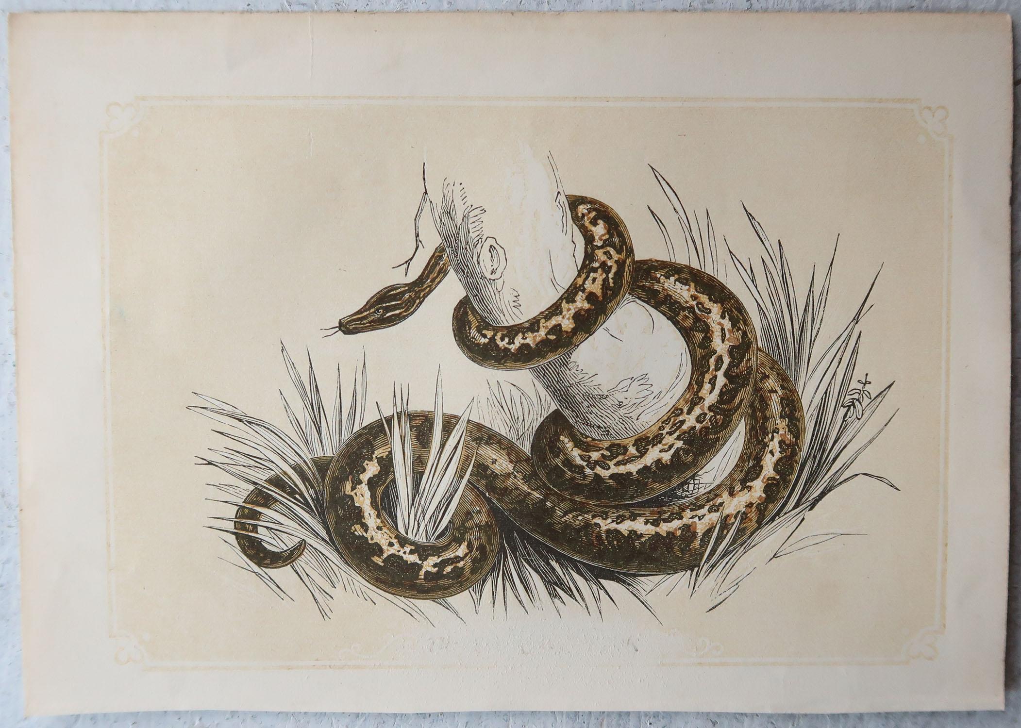 Mid-19th Century Set of 6 Original Antique Reptile Prints, Tallis, circa 1850 For Sale