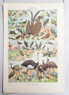Set of 6 Original Vintage Natural History Prints. French, C.1920