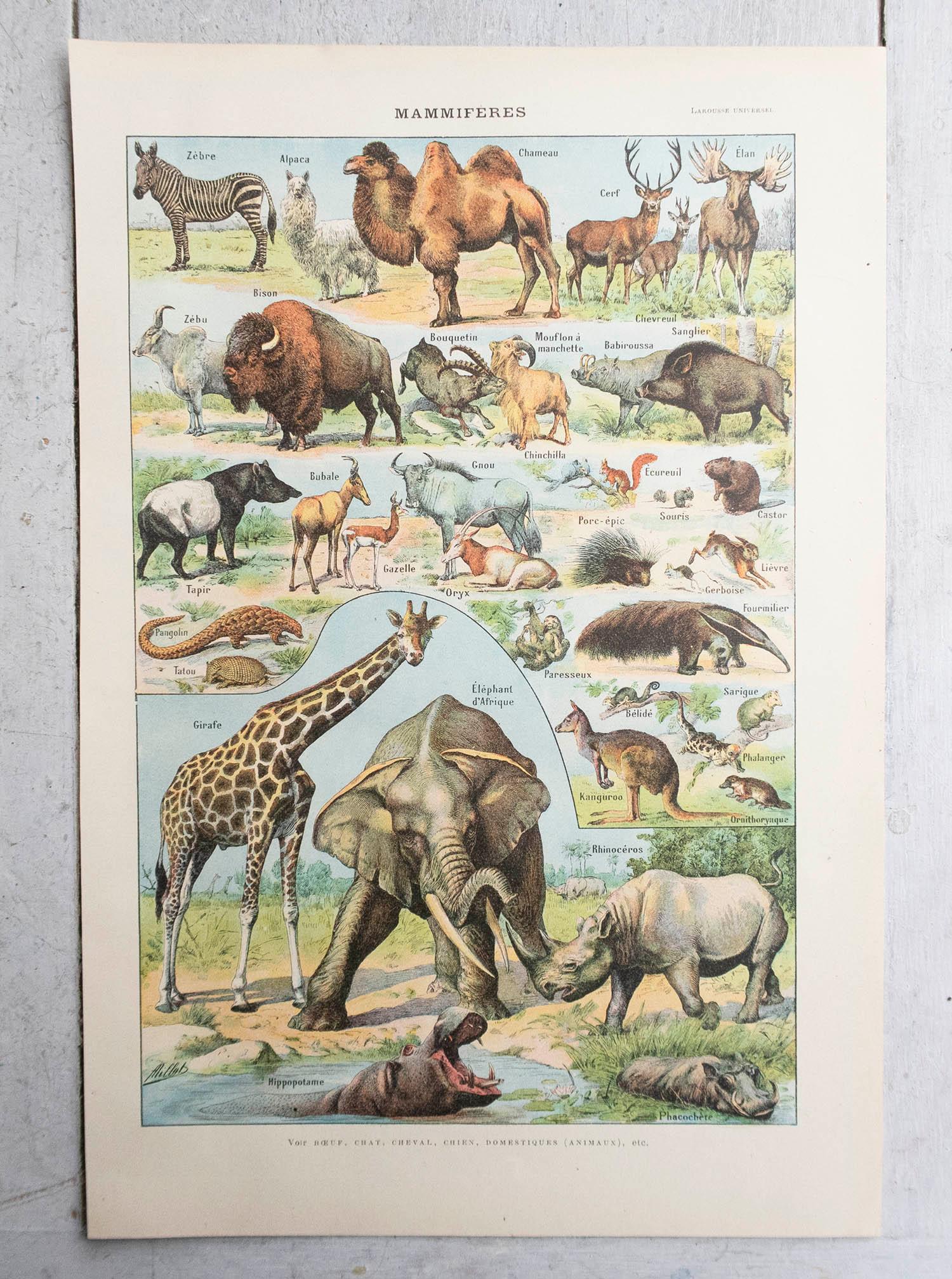 Artisanat Ensemble de 6 tirages originaux vintage d'histoire naturelle. Français, C.C. en vente