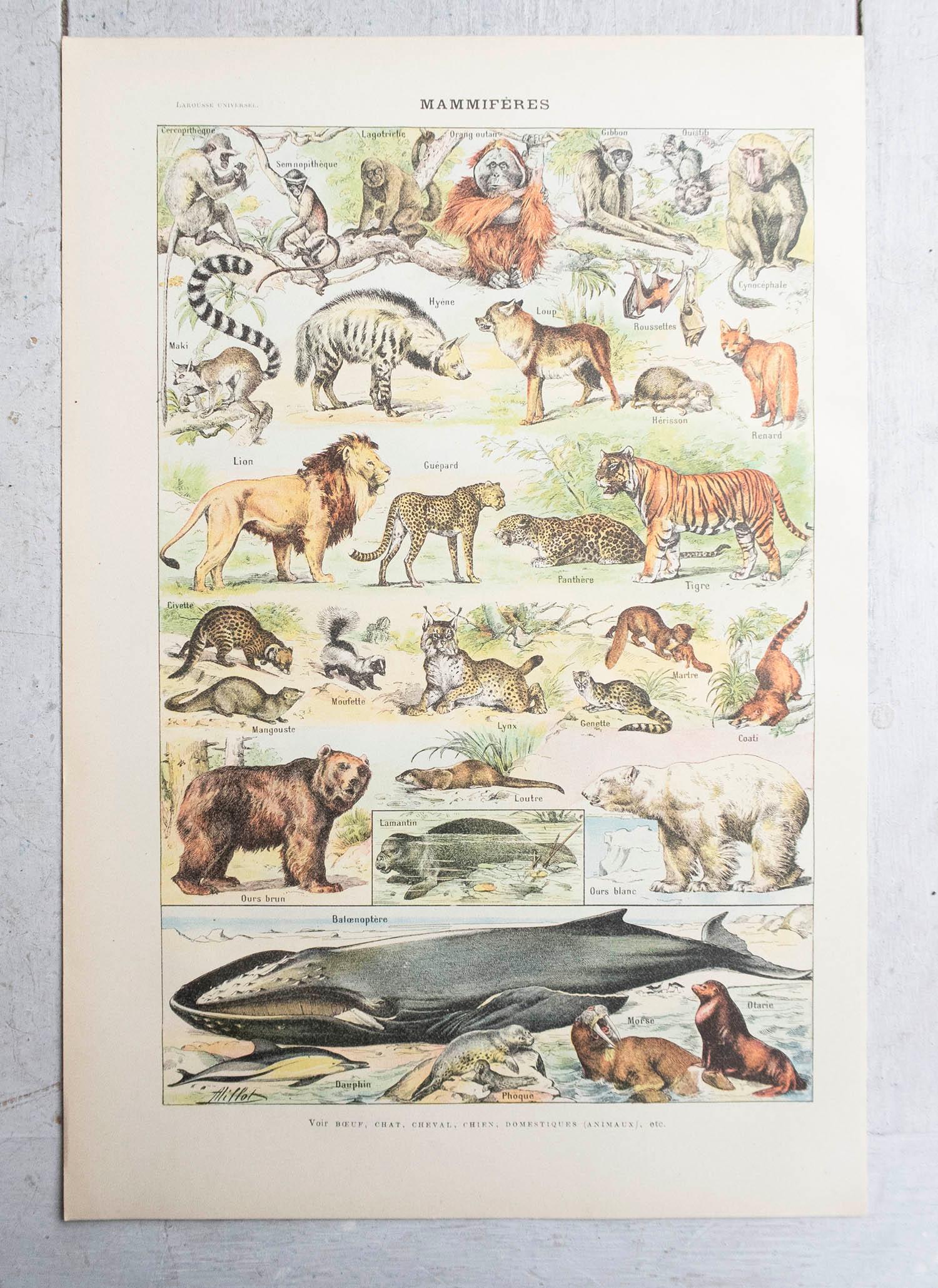 Autre Ensemble de 6 tirages originaux vintage d'histoire naturelle. Français, C.C. en vente