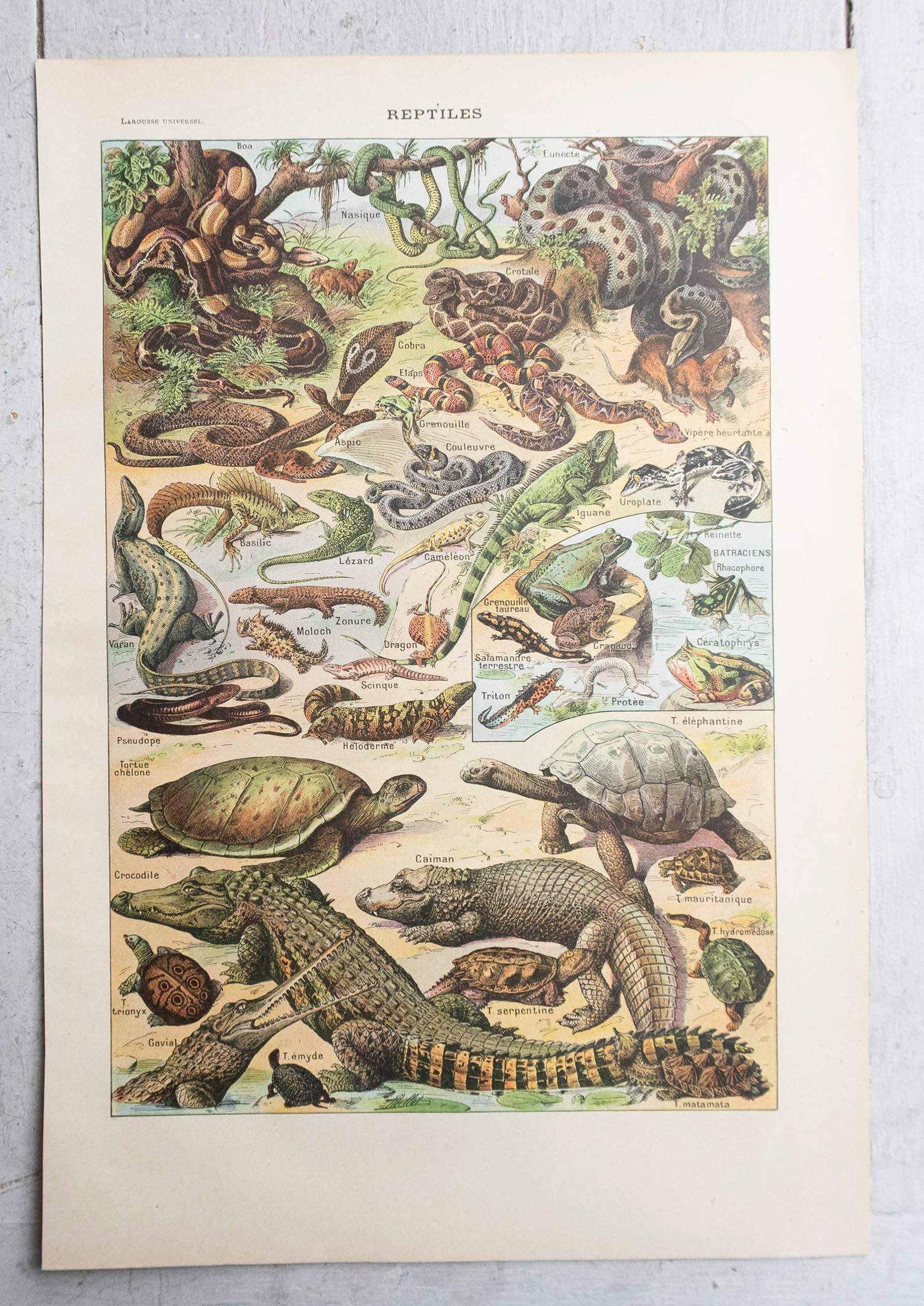 Ensemble de 6 tirages originaux vintage d'histoire naturelle. Français, C.C. Bon état - En vente à St Annes, Lancashire