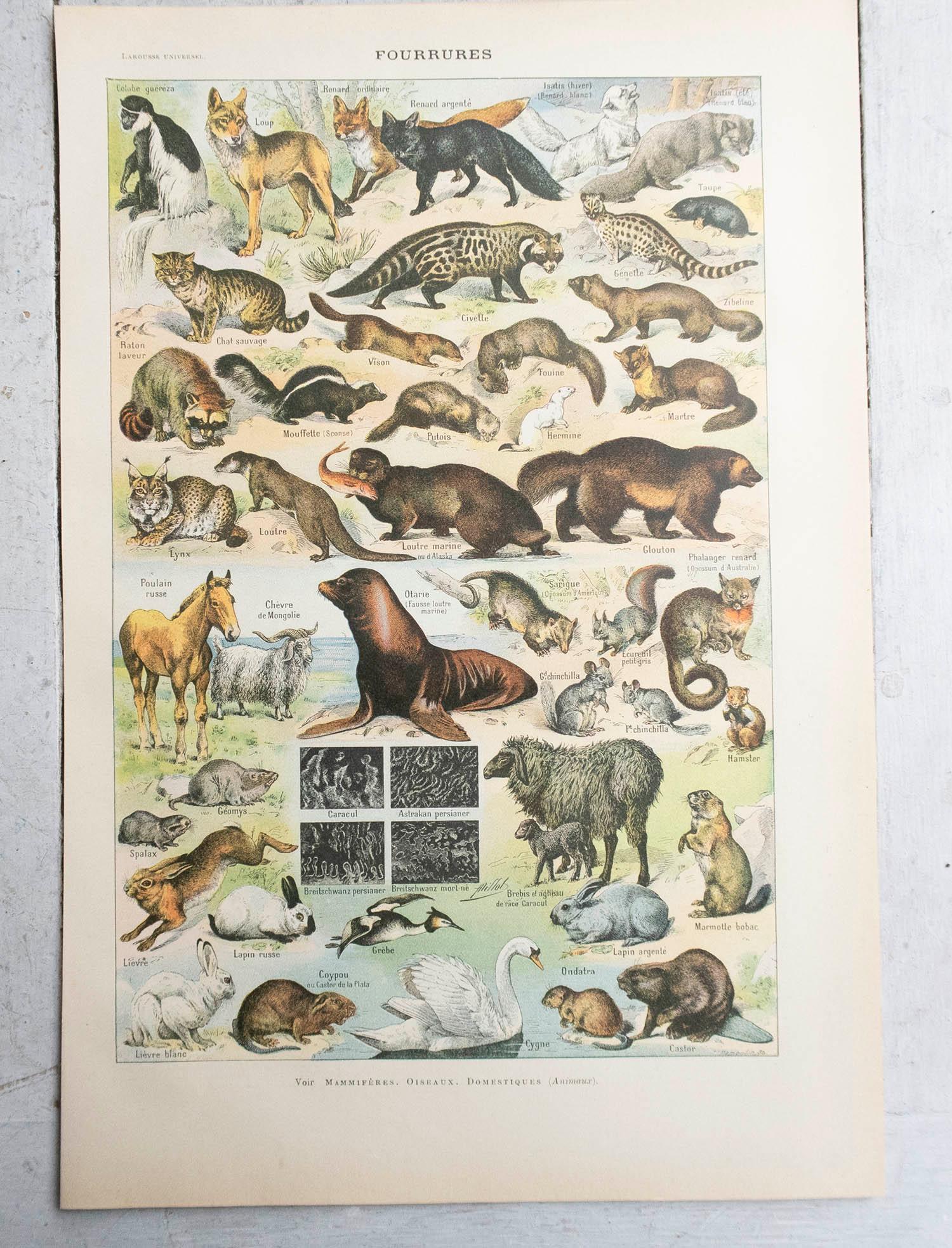 Début du 20ème siècle Ensemble de 6 tirages originaux vintage d'histoire naturelle. Français, C.C. en vente