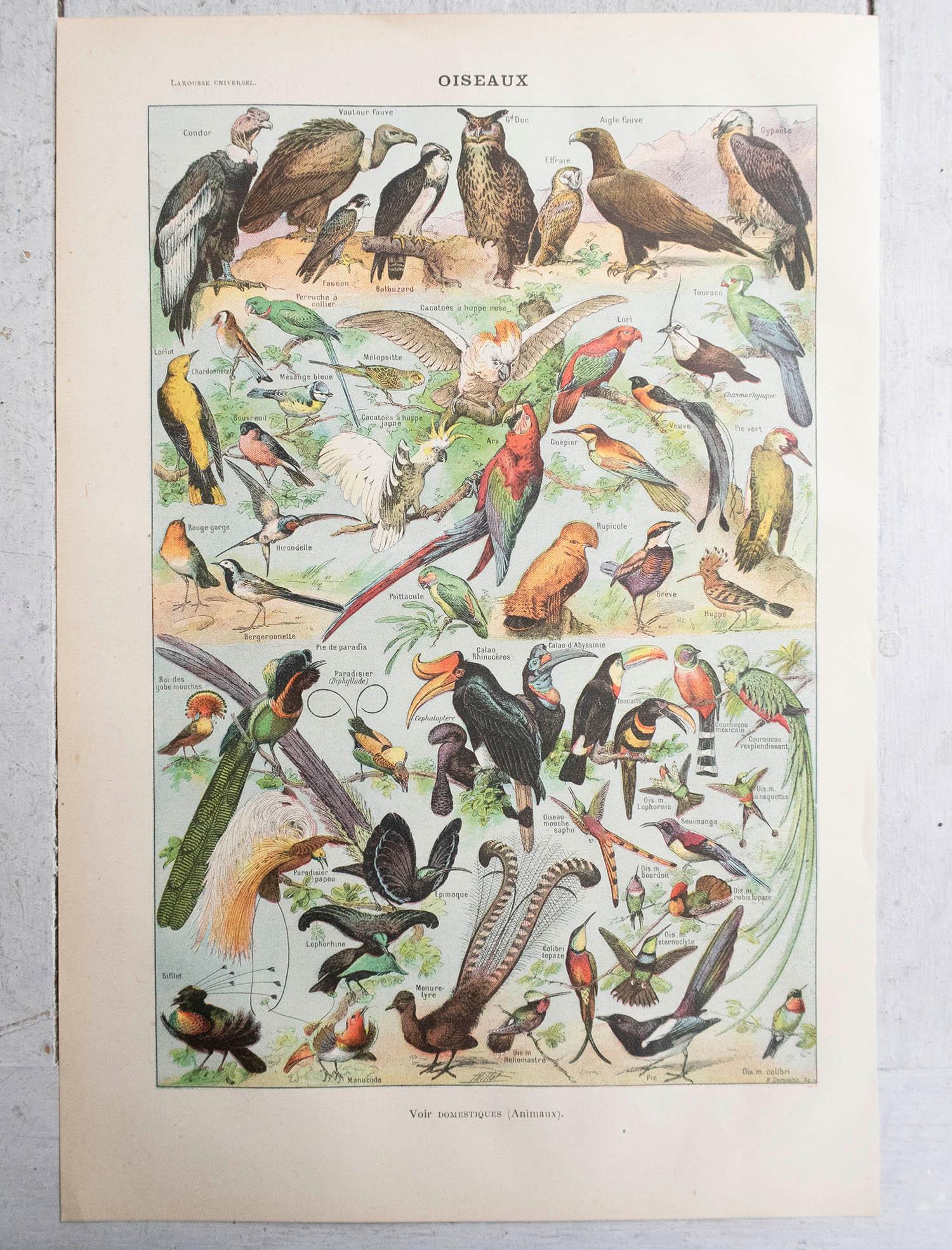 Papier Ensemble de 6 tirages originaux vintage d'histoire naturelle. Français, C.C. en vente