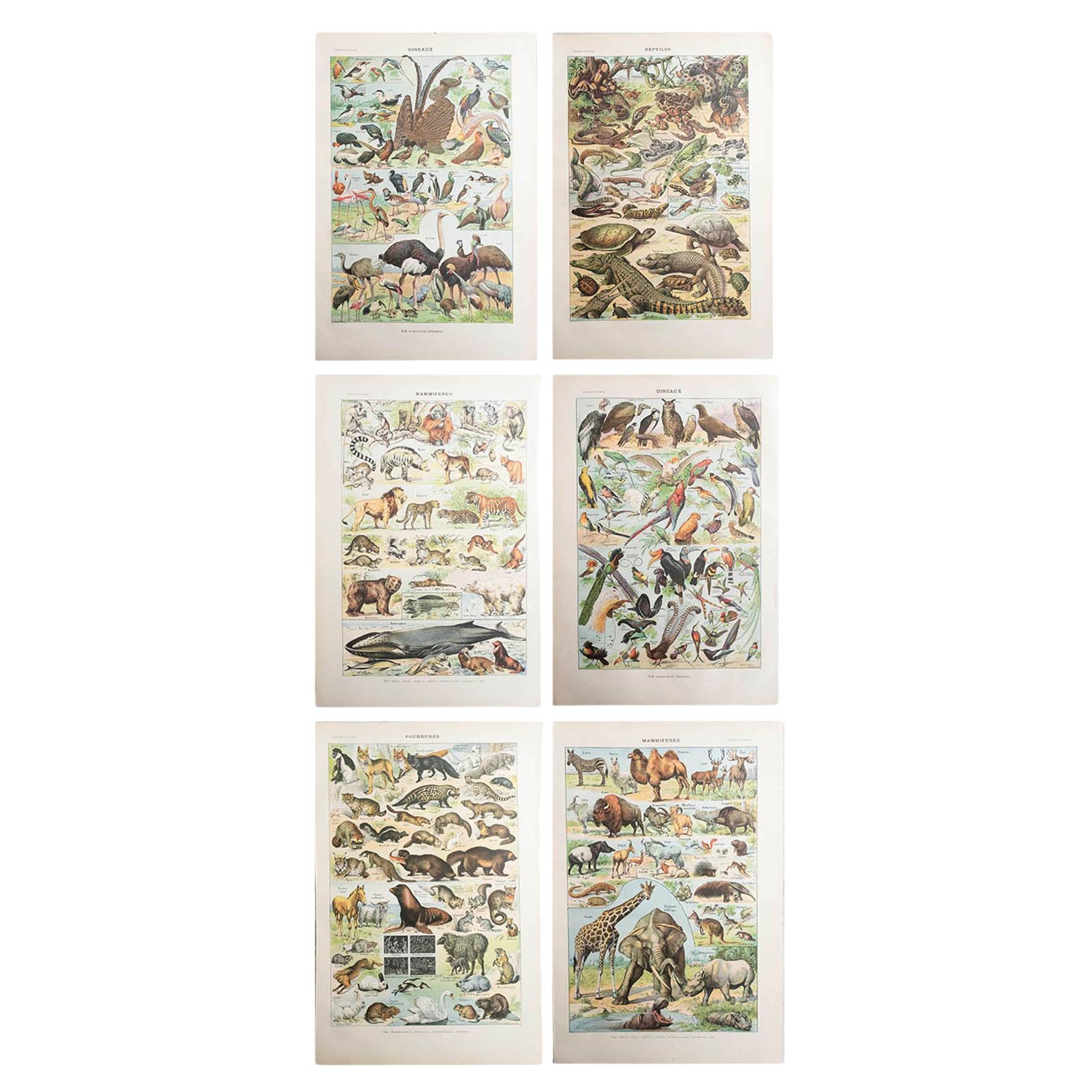 Ensemble de 6 tirages originaux vintage d'histoire naturelle. Français, C.C. en vente