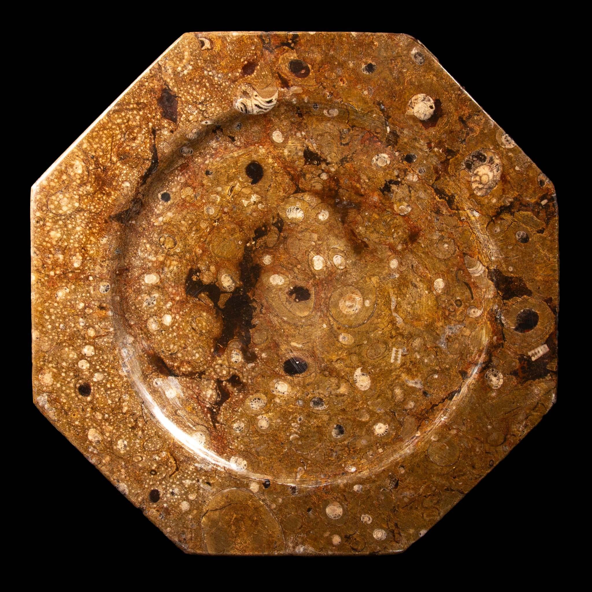 Piastre di pietra fossile  Set di 6, 12,5