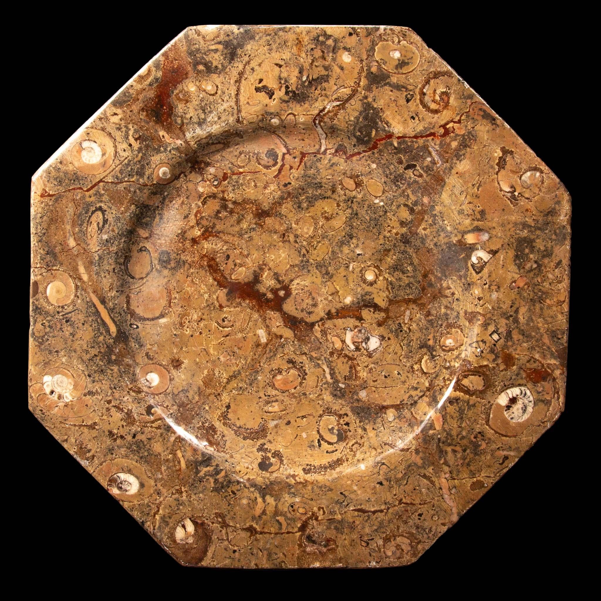 Set of 6 Orthoceras/Fossil Stone plates, 12.5