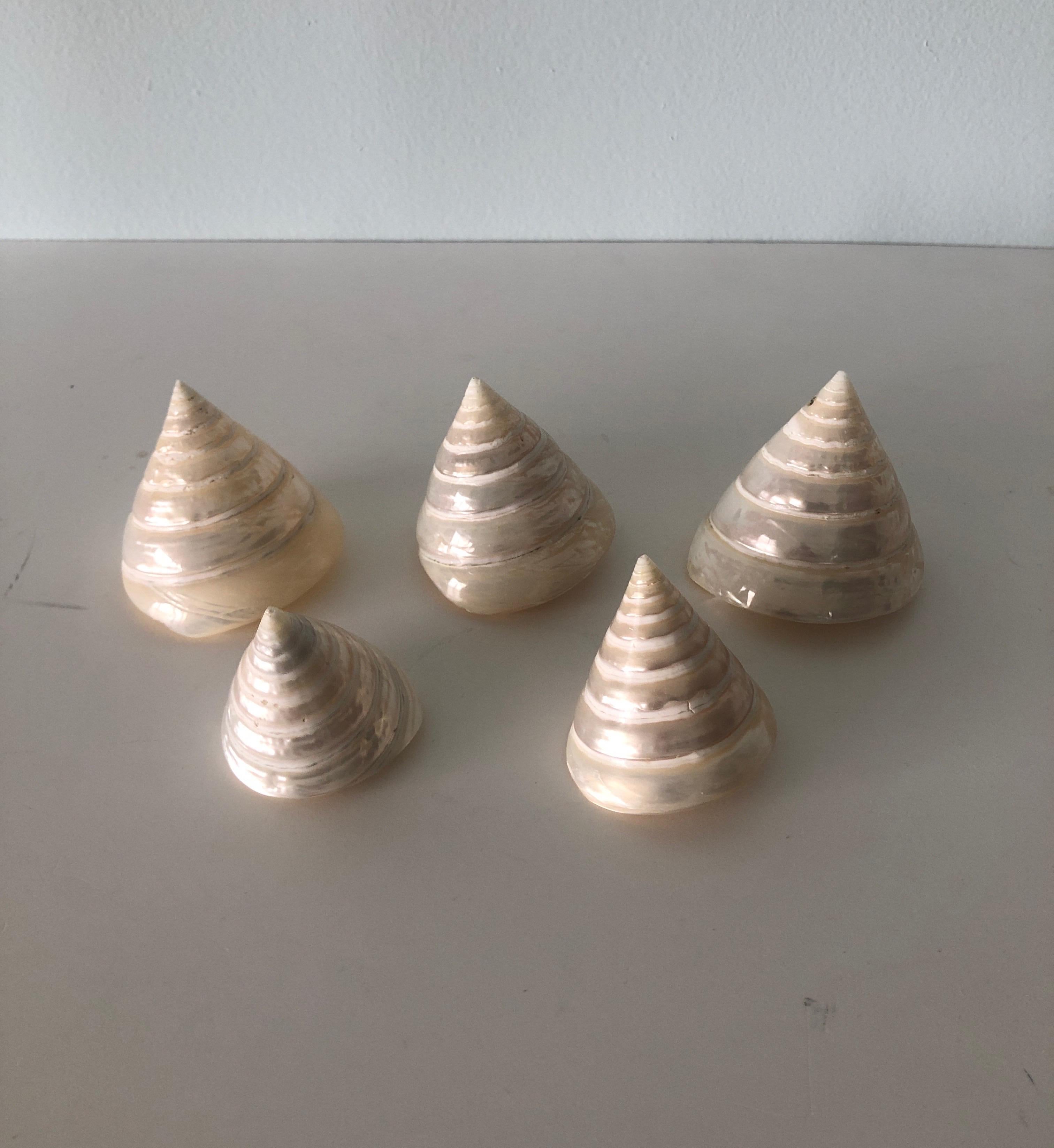Set of (6) Pearly Cone Shape Spiral Seashells.
Sizes:
Large:2.%
