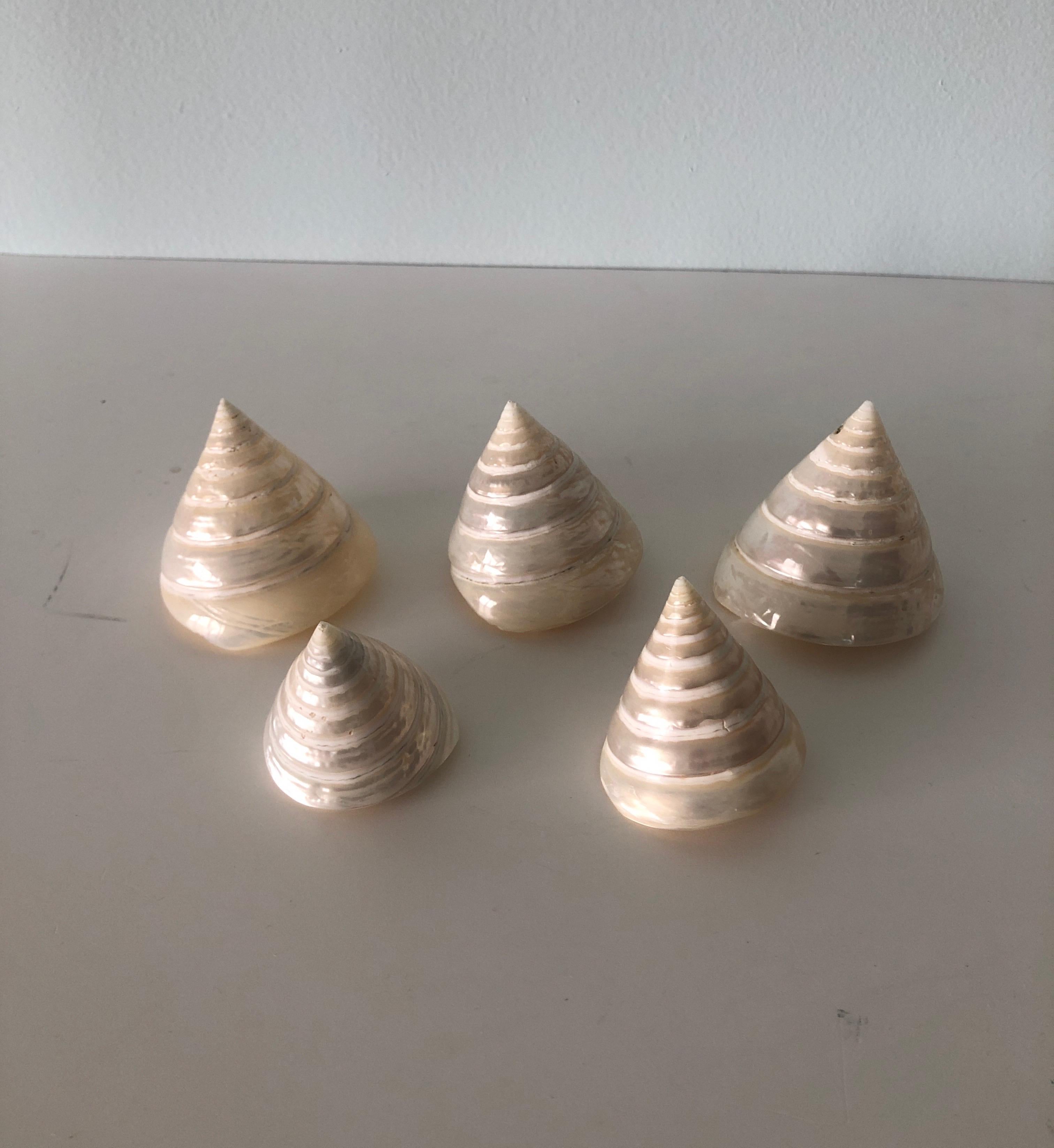 Bohemian Set of '6' Pearly Cone Shape Spiral Seashells