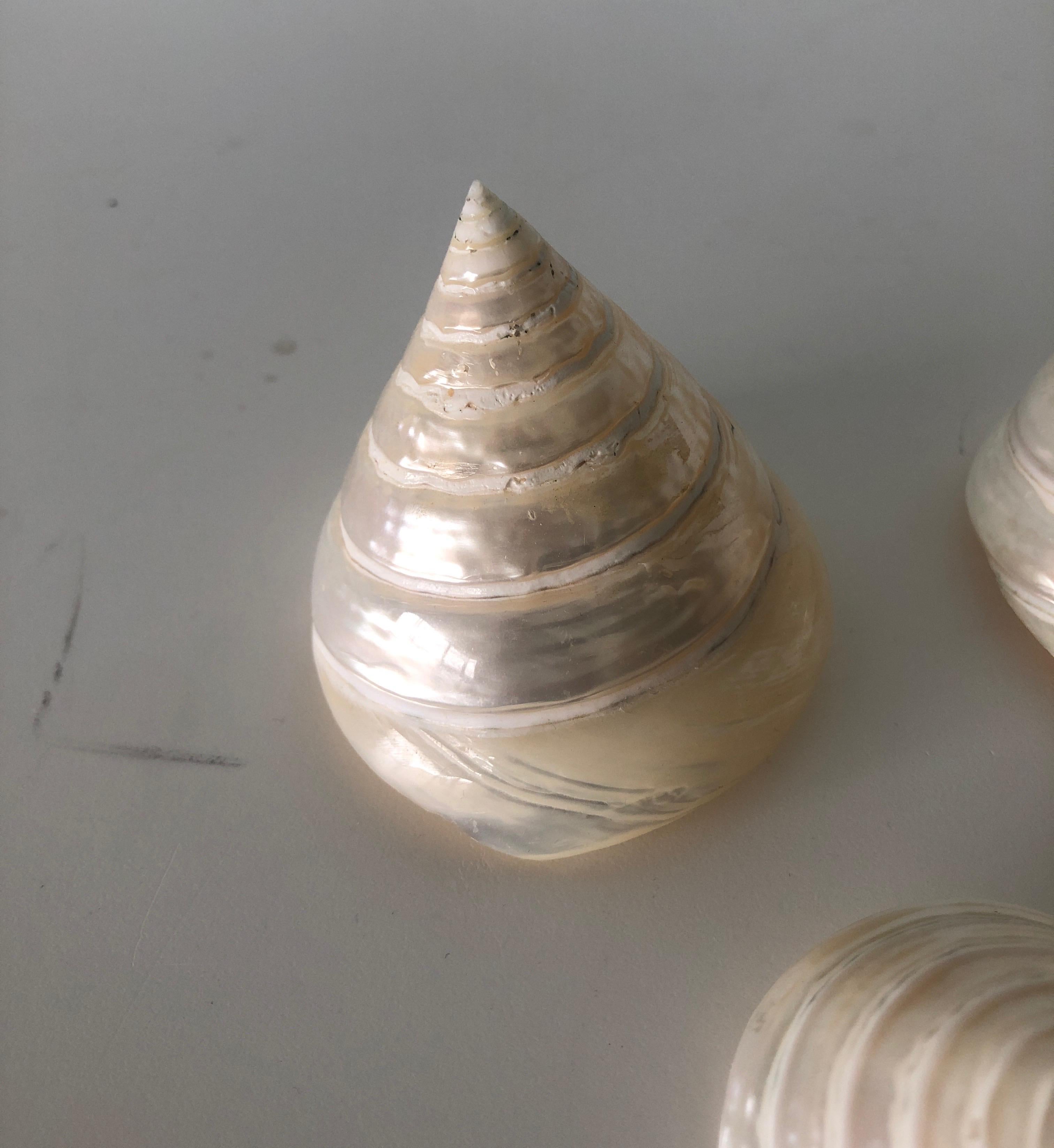 Polished Set of '6' Pearly Cone Shape Spiral Seashells