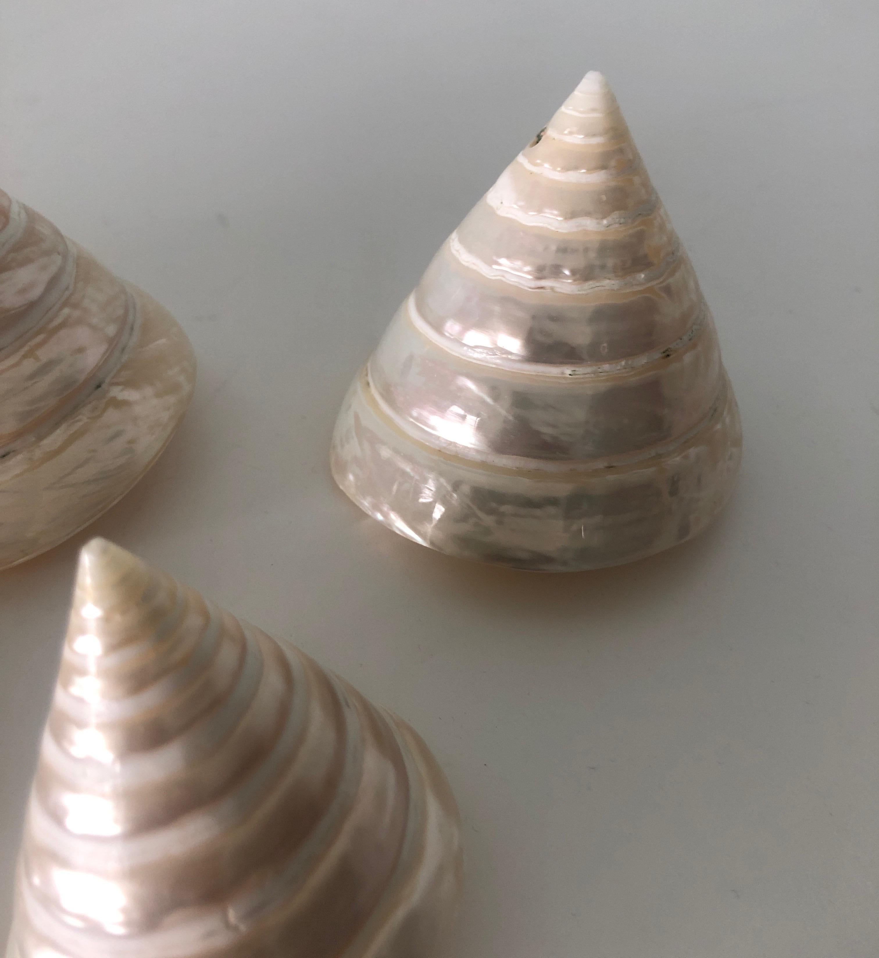 Set of '6' Pearly Cone Shape Spiral Seashells In Good Condition In Oakland Park, FL
