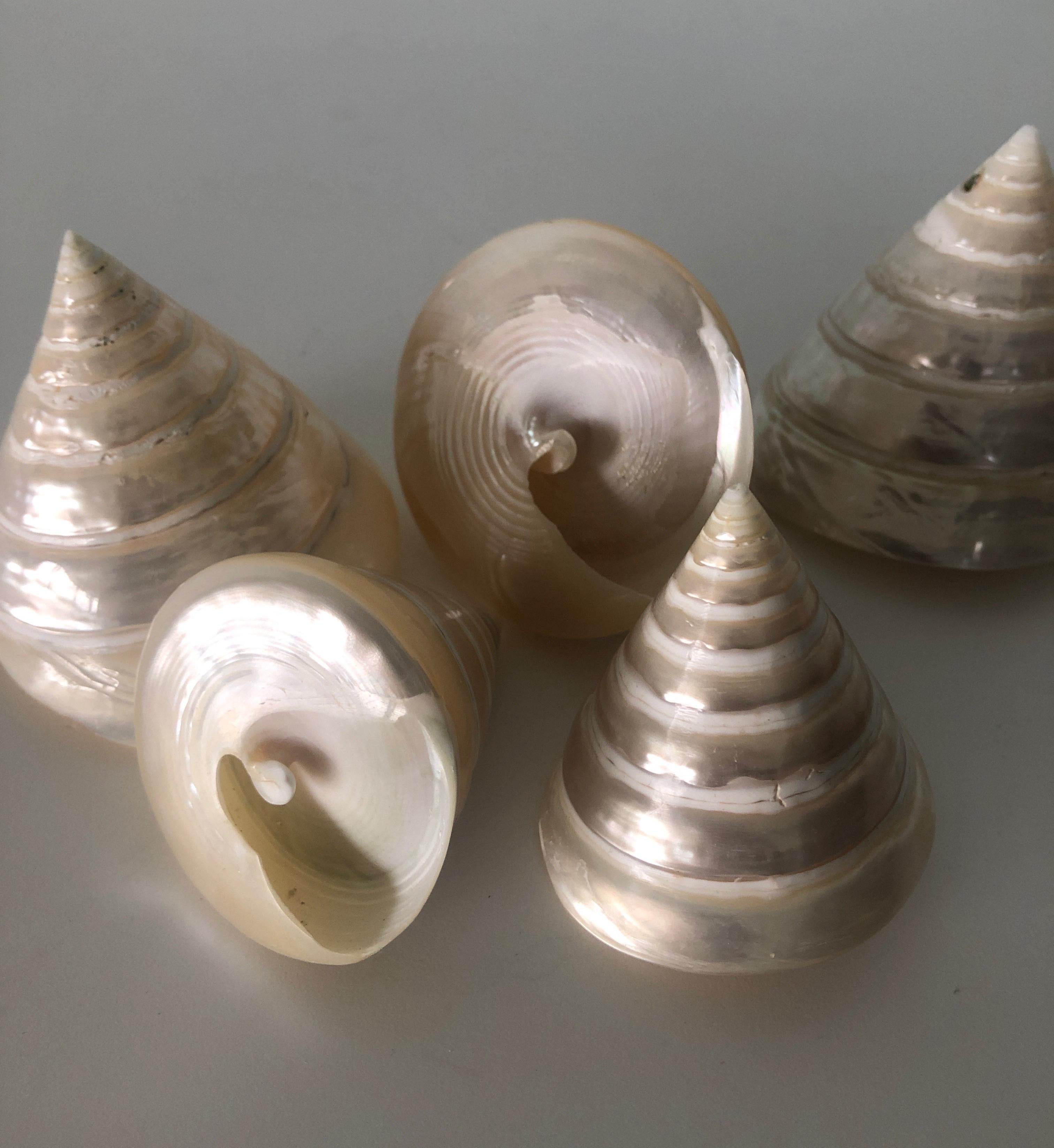Late 20th Century Set of '6' Pearly Cone Shape Spiral Seashells